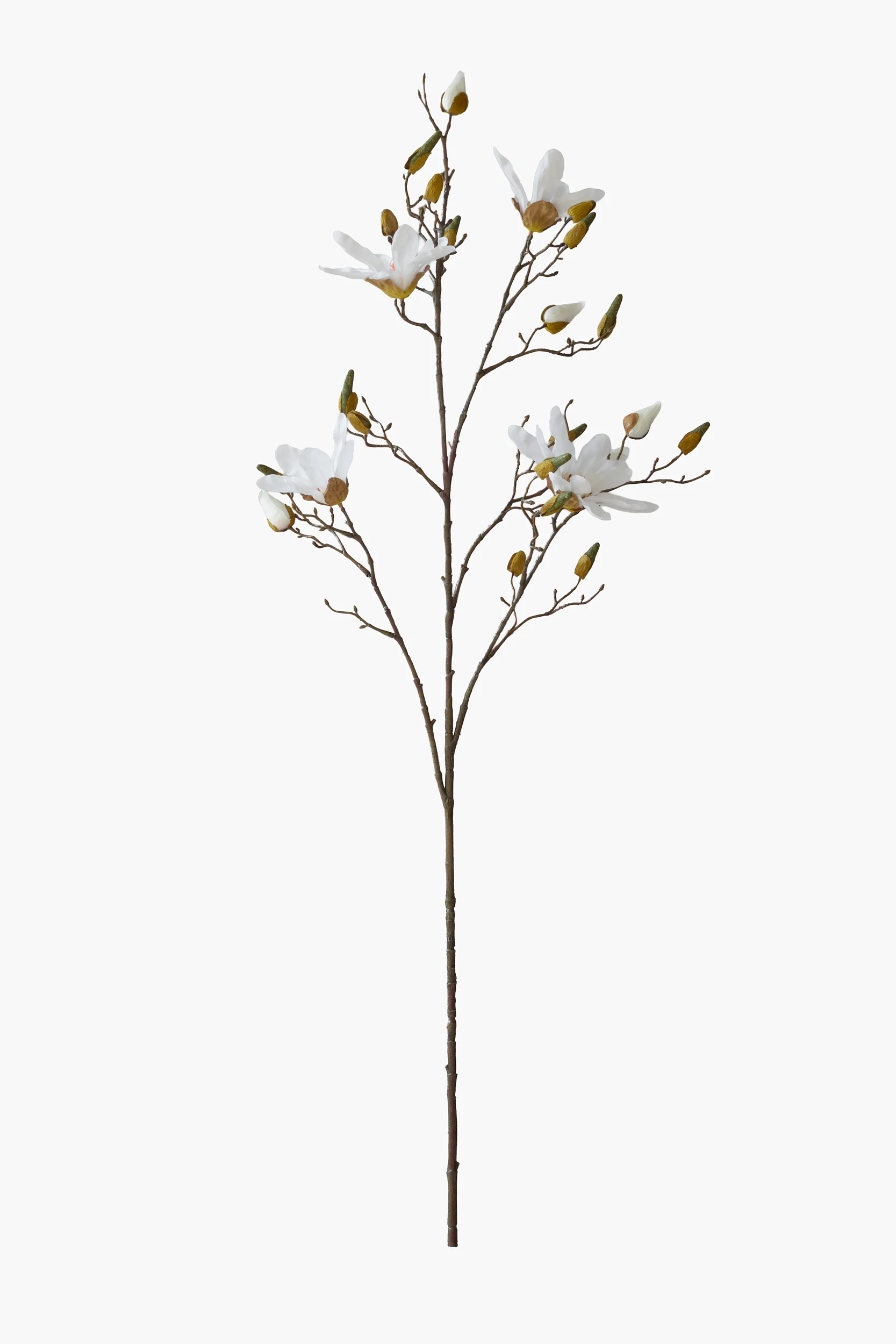 Large Branch Star Magnolia - White