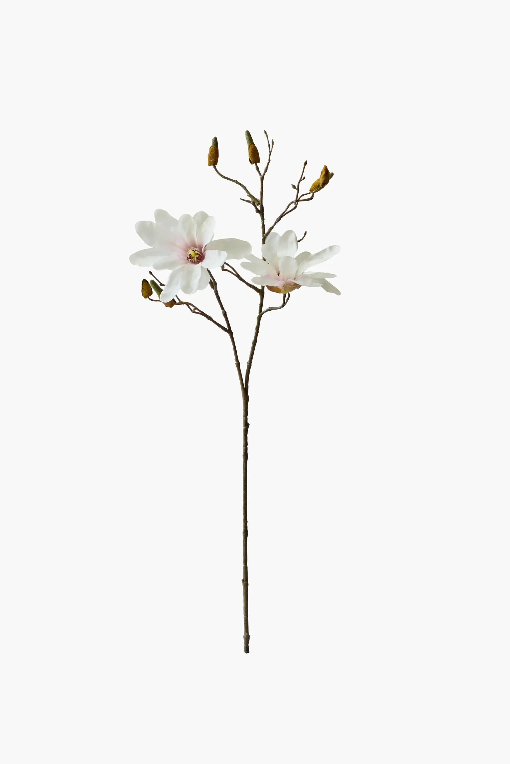 Medium Branch Star Magnolia - Light Pink