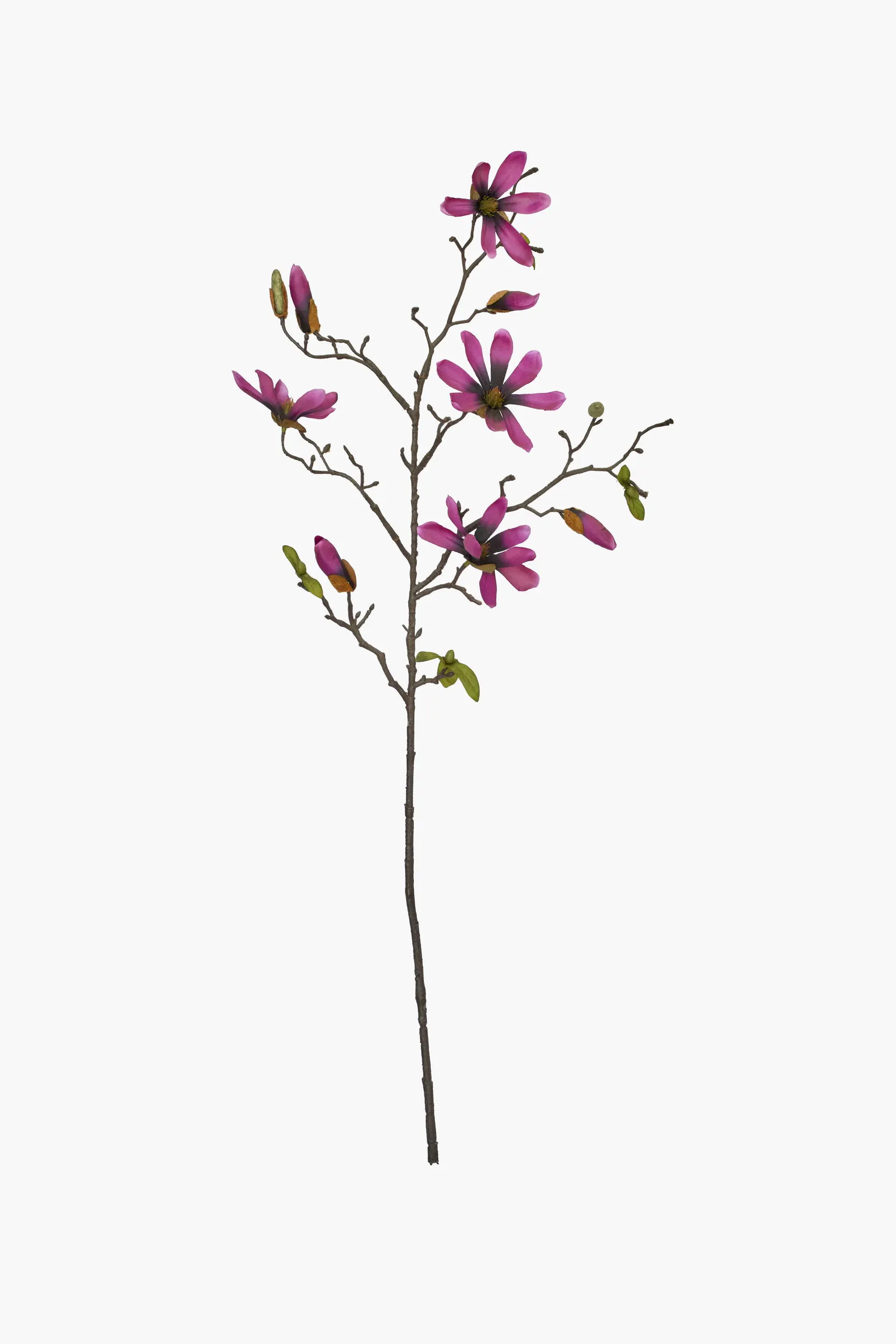 Medium Branch Star Magnolia - Deep Purple