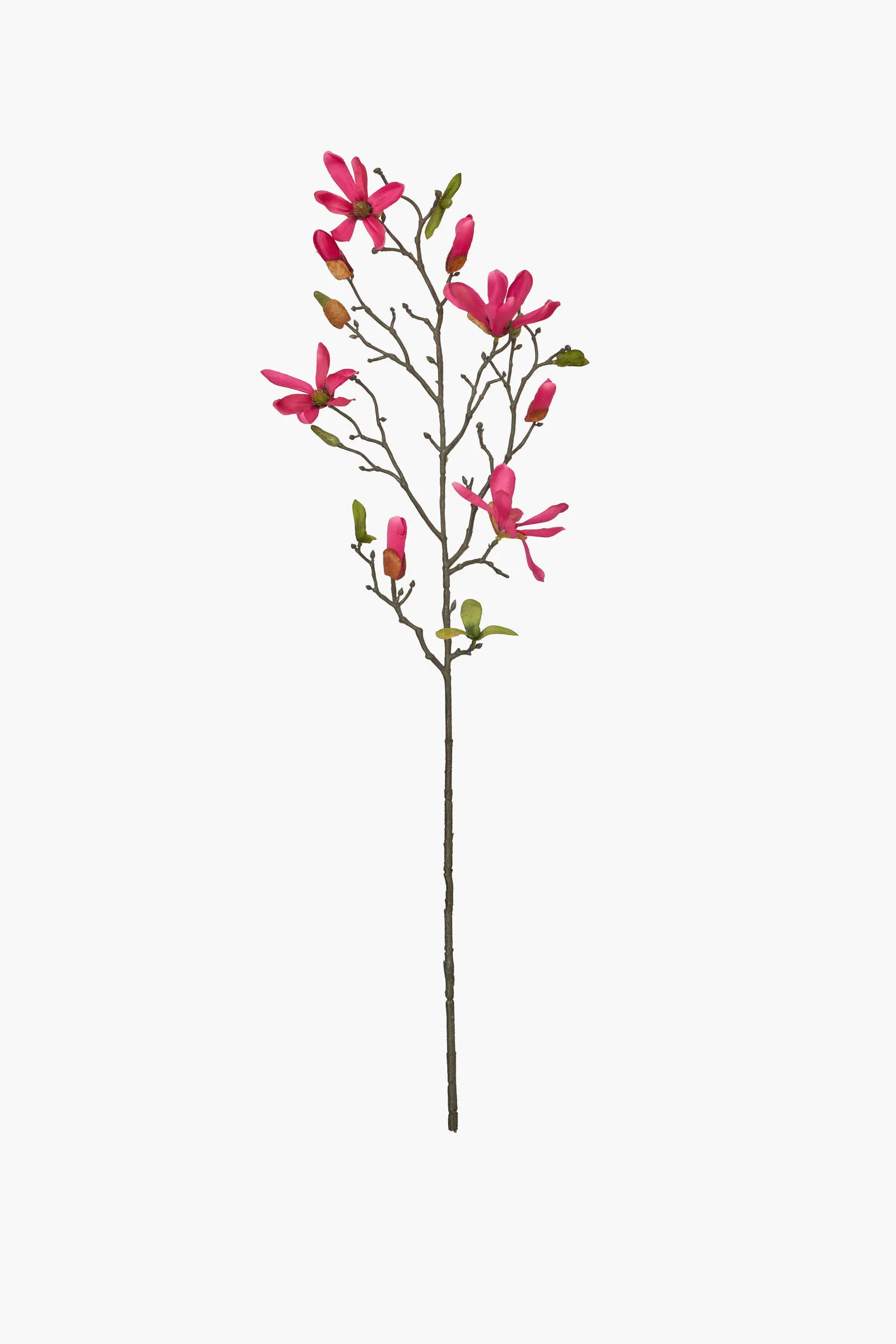 Medium Branch Star Magnolia - Red