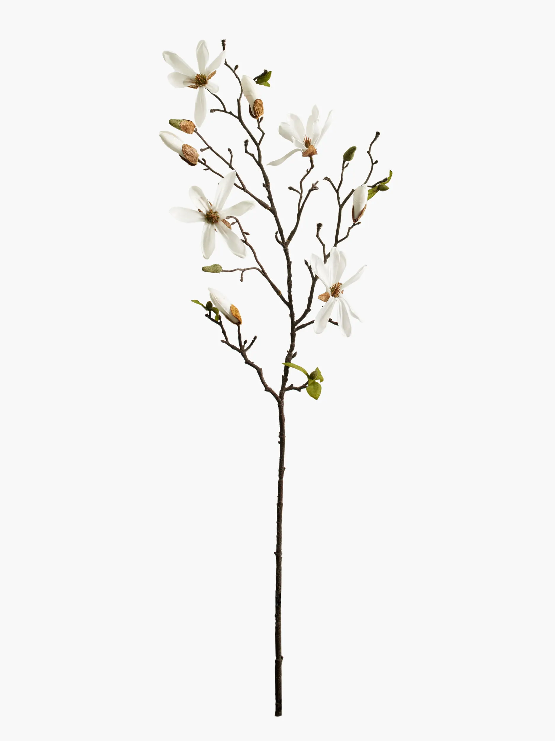 Medium Branch Star Magnolia - White