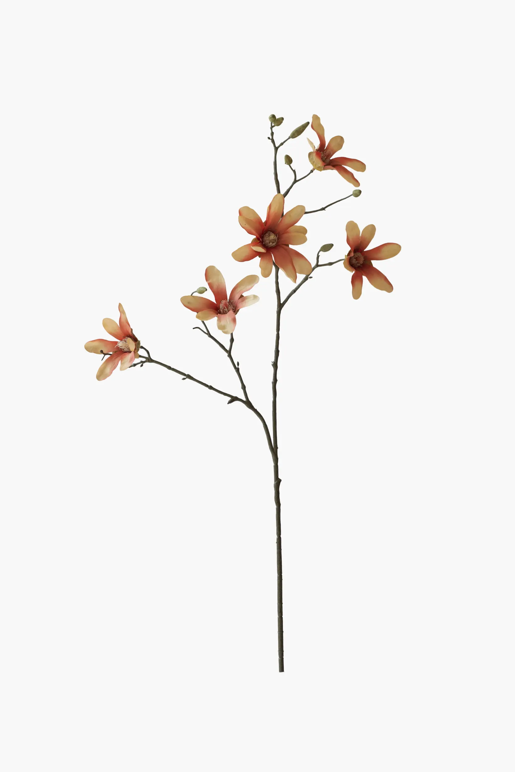 Medium Branch Star Magnolia - Peach Yellow