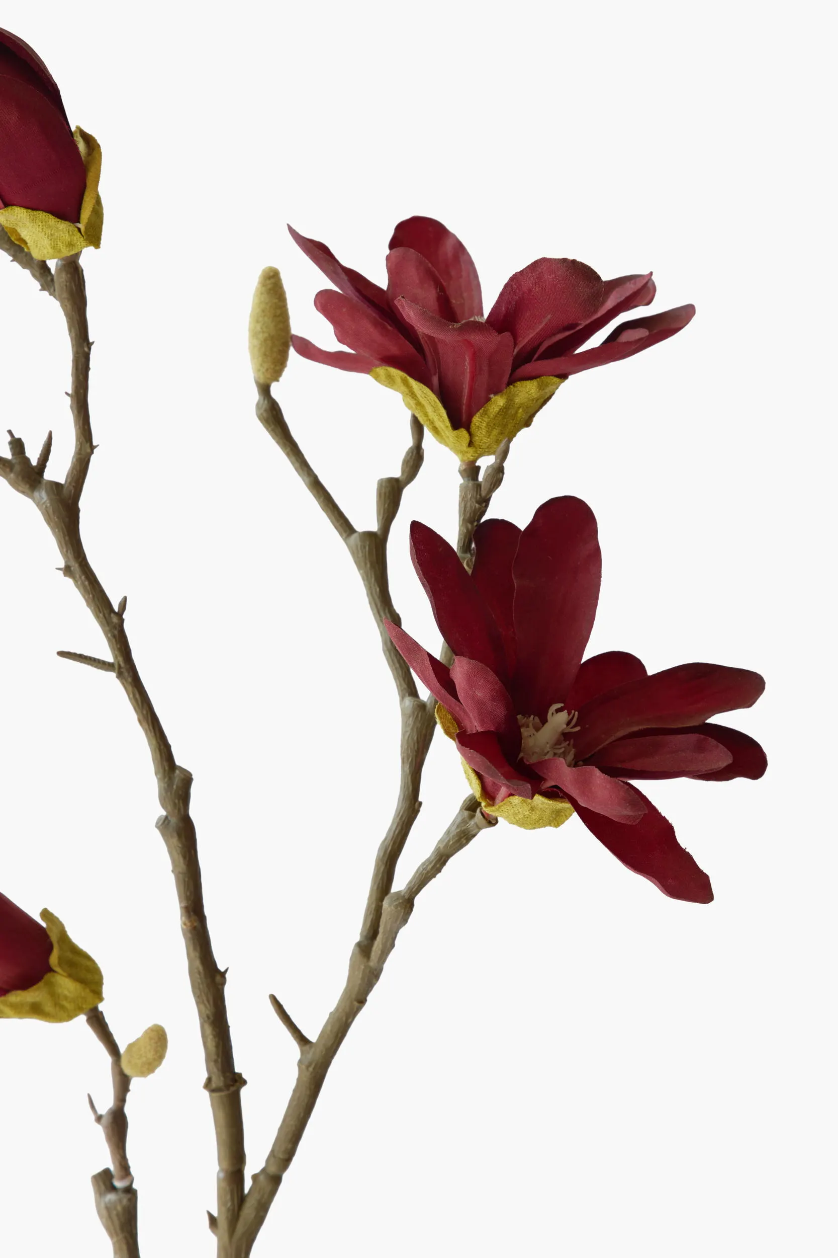 Medium Branch Star Magnolia - Dark Red (Thorned Branch) secondary view