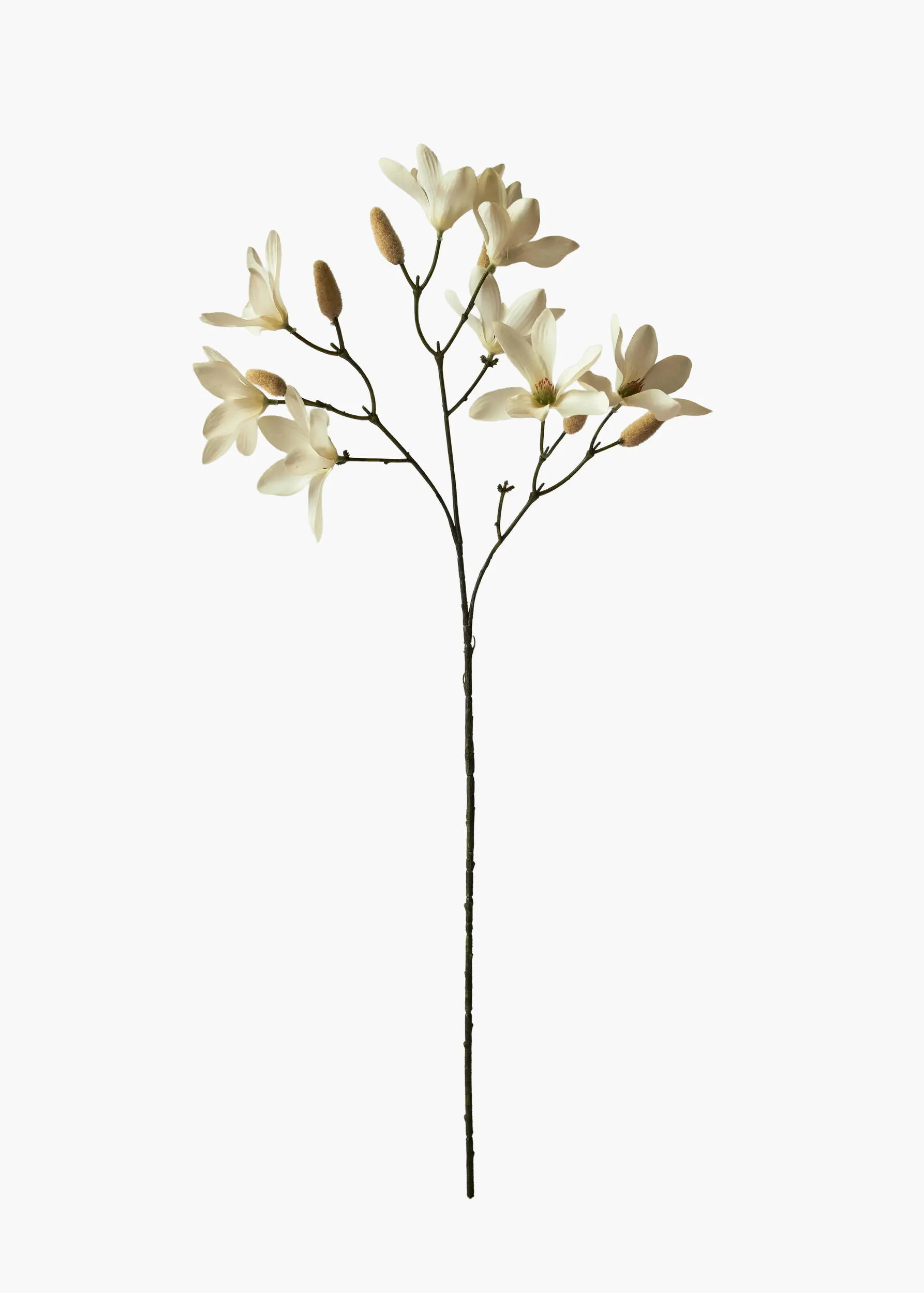Medium Branch Star Magnolia