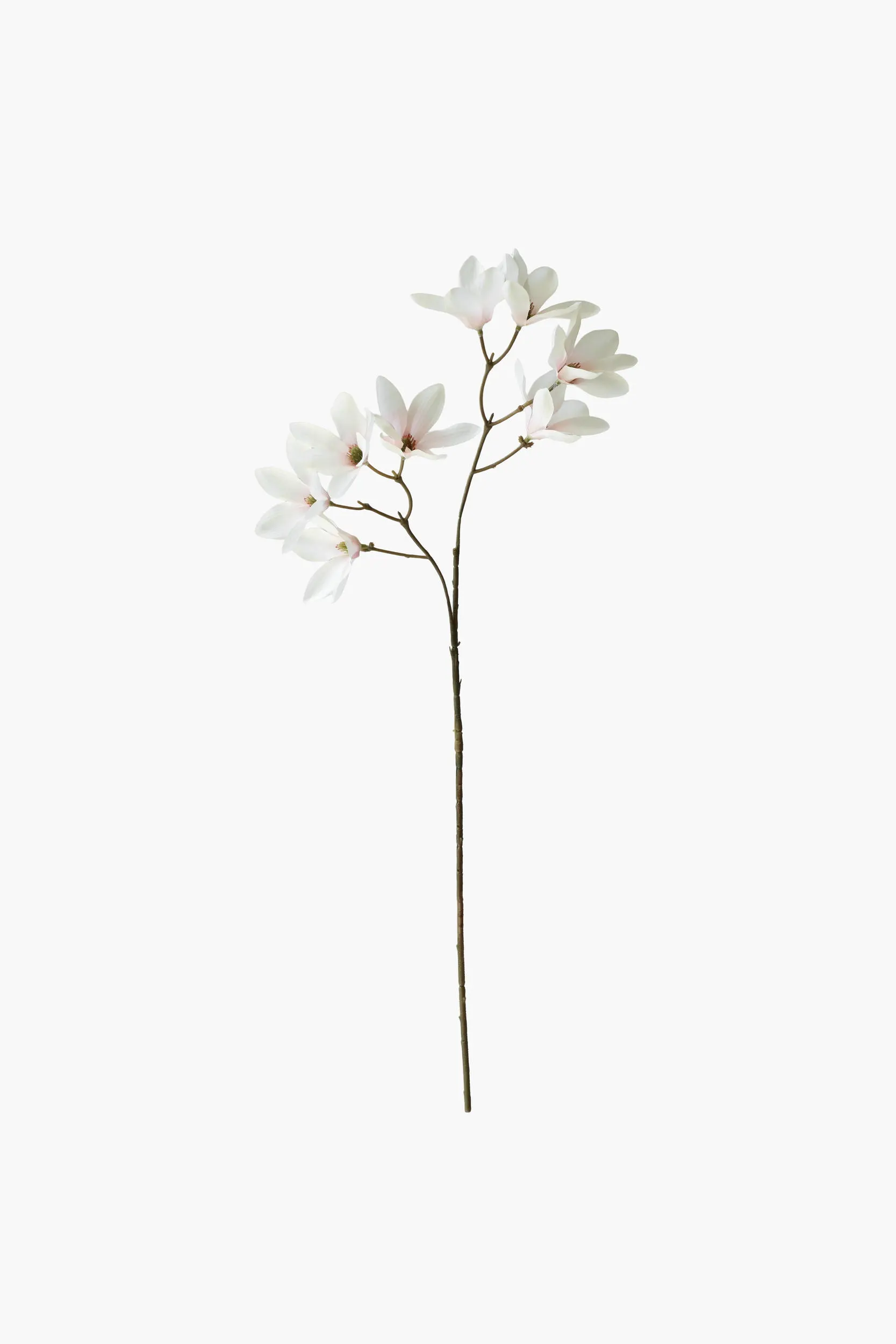 Medium Branch Star Magnolia - Light Pink