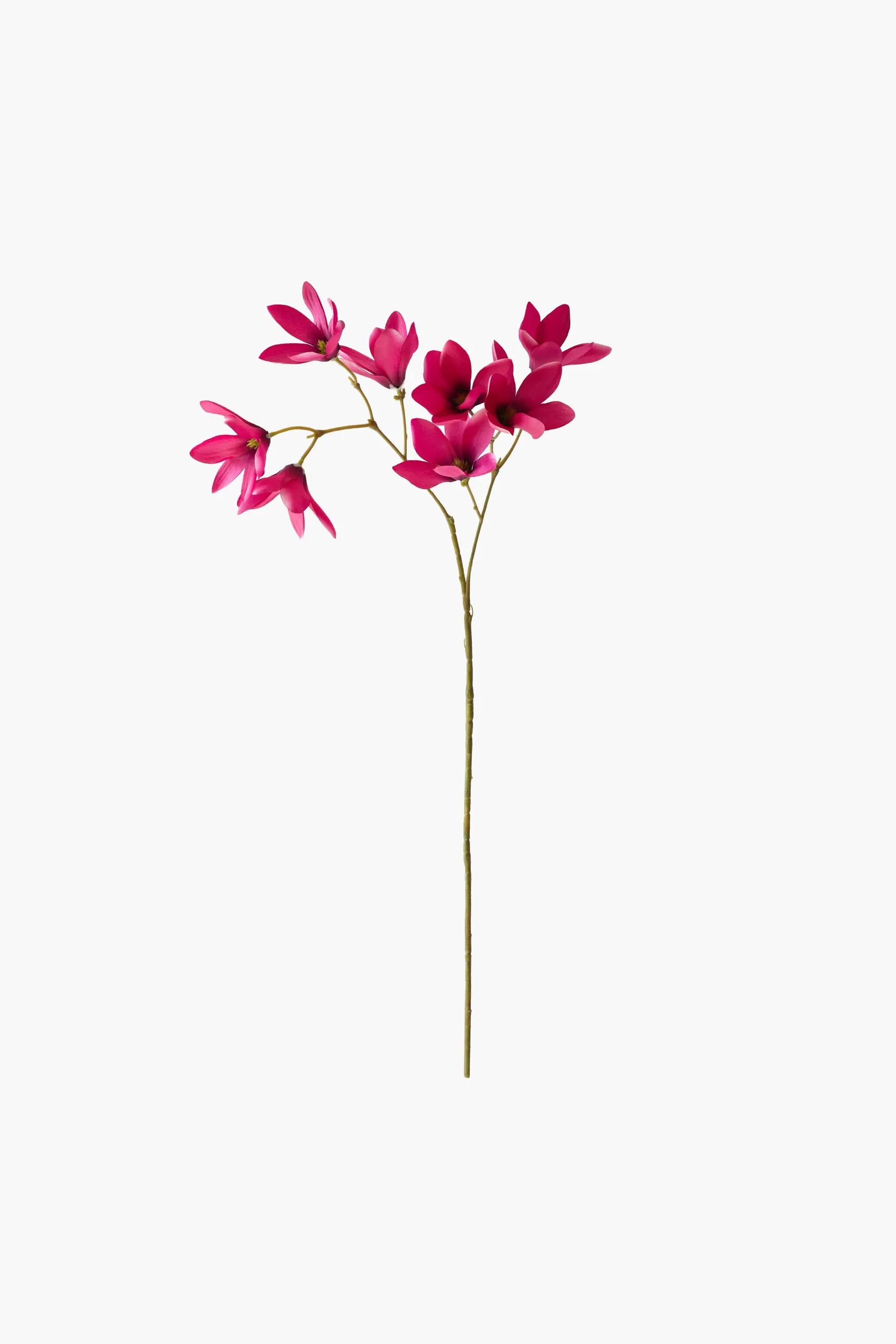 Medium Branch Star Magnolia - Red