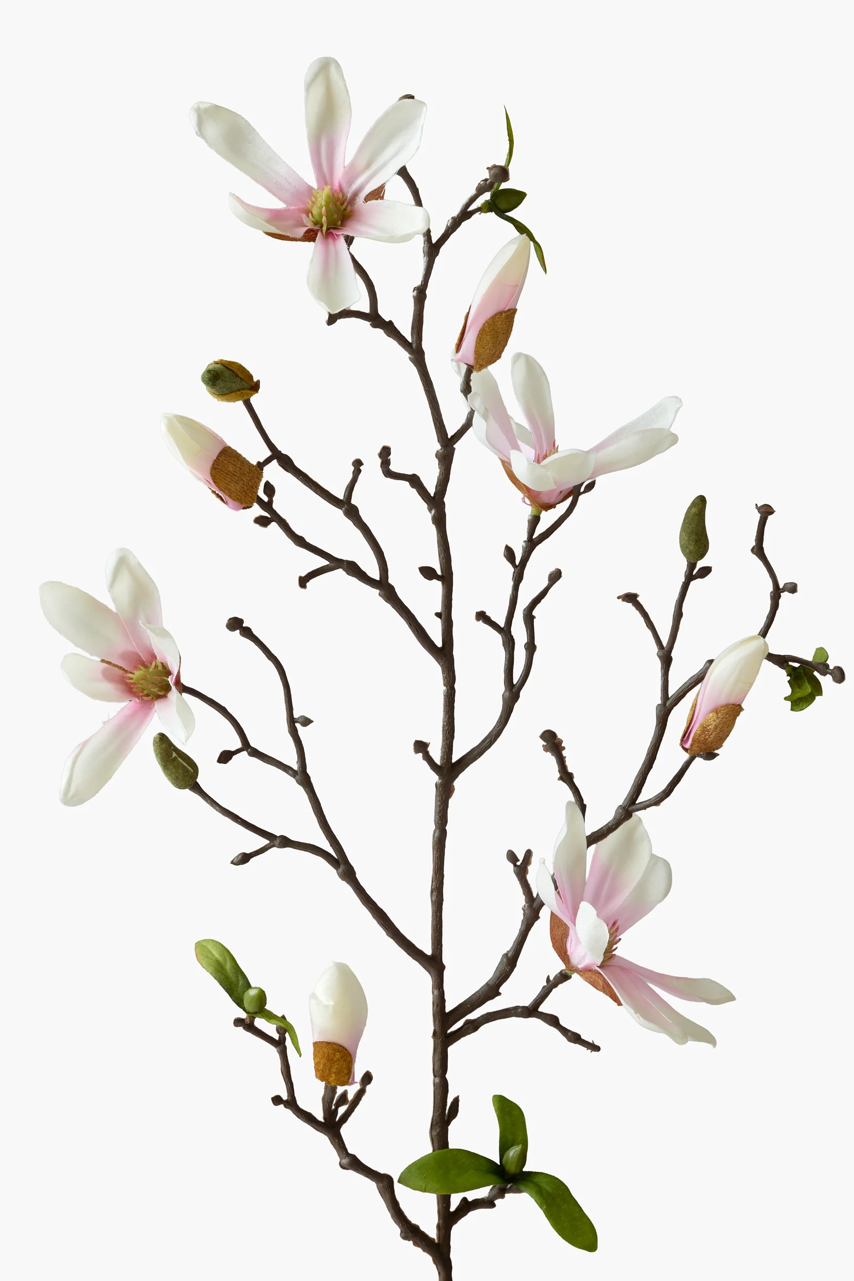 Medium Branch Star Magnolia - Light Pink secondary view