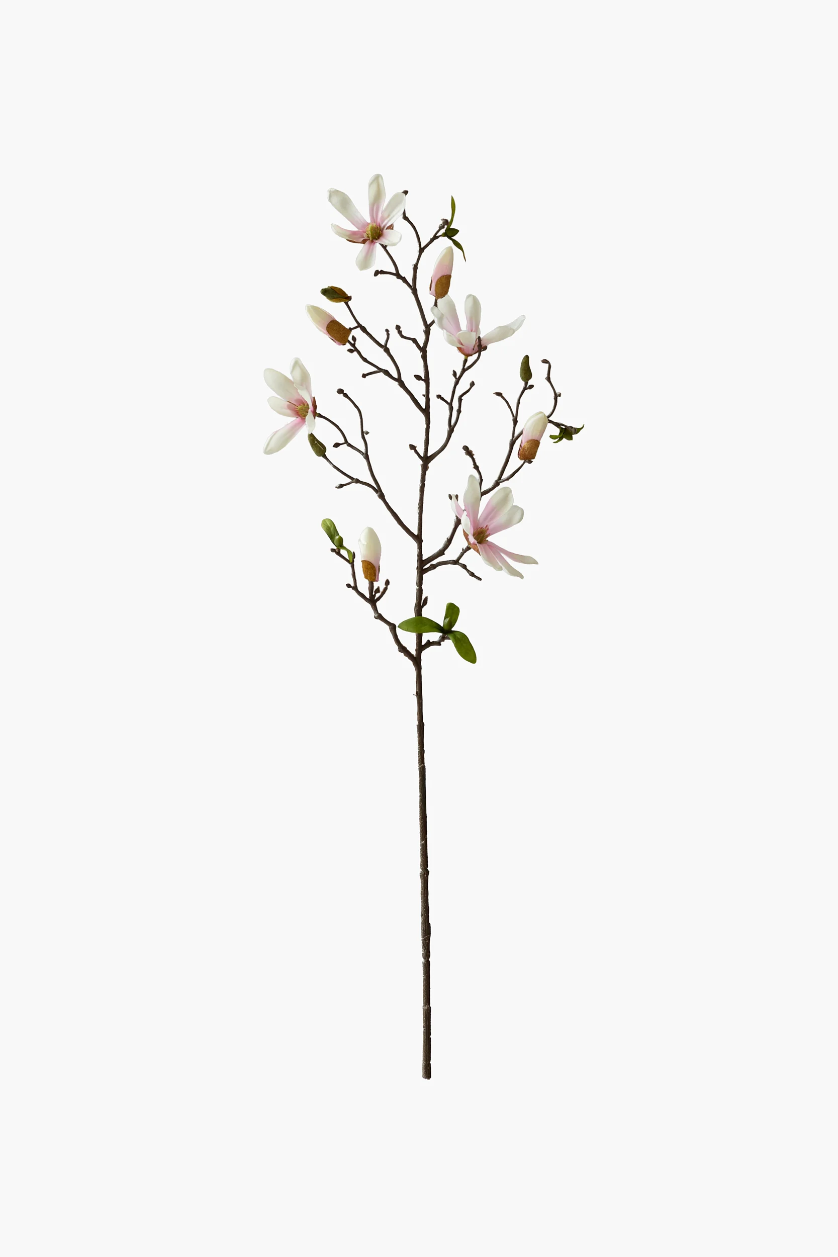 Medium Branch Star Magnolia - Light Pink