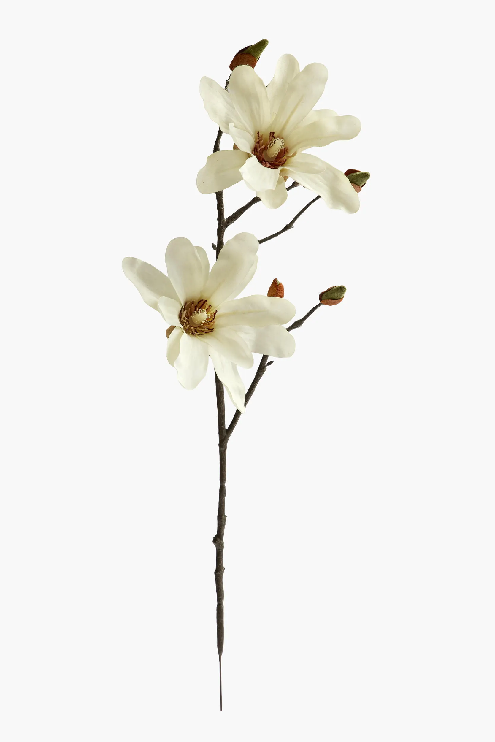 Short Branch Star Magnolia
