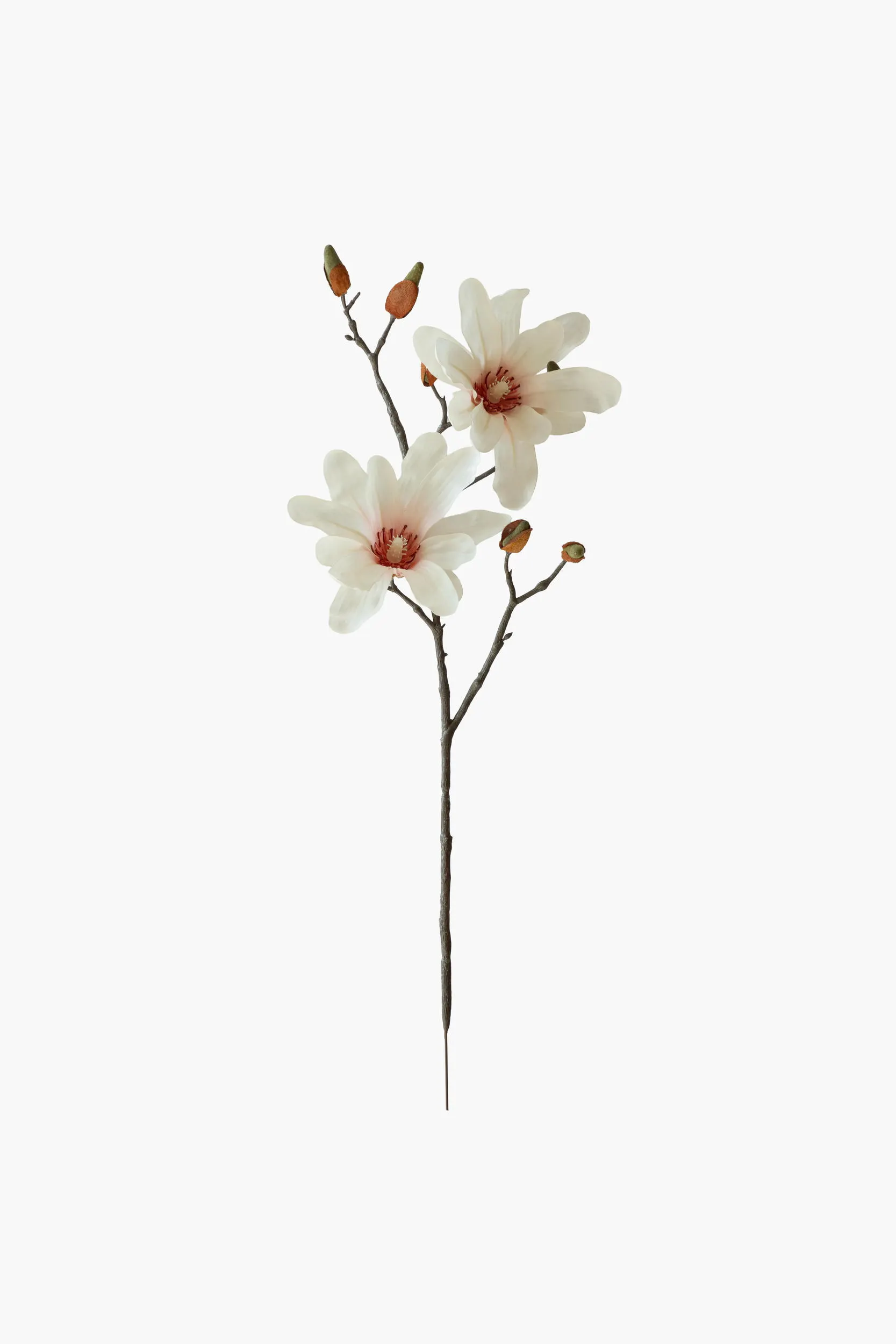Short Branch Star Magnolia - Light Pink