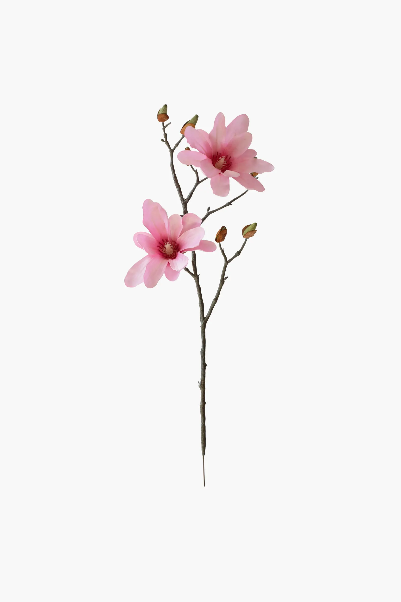 Short Branch Star Magnolia - Pink secondary view