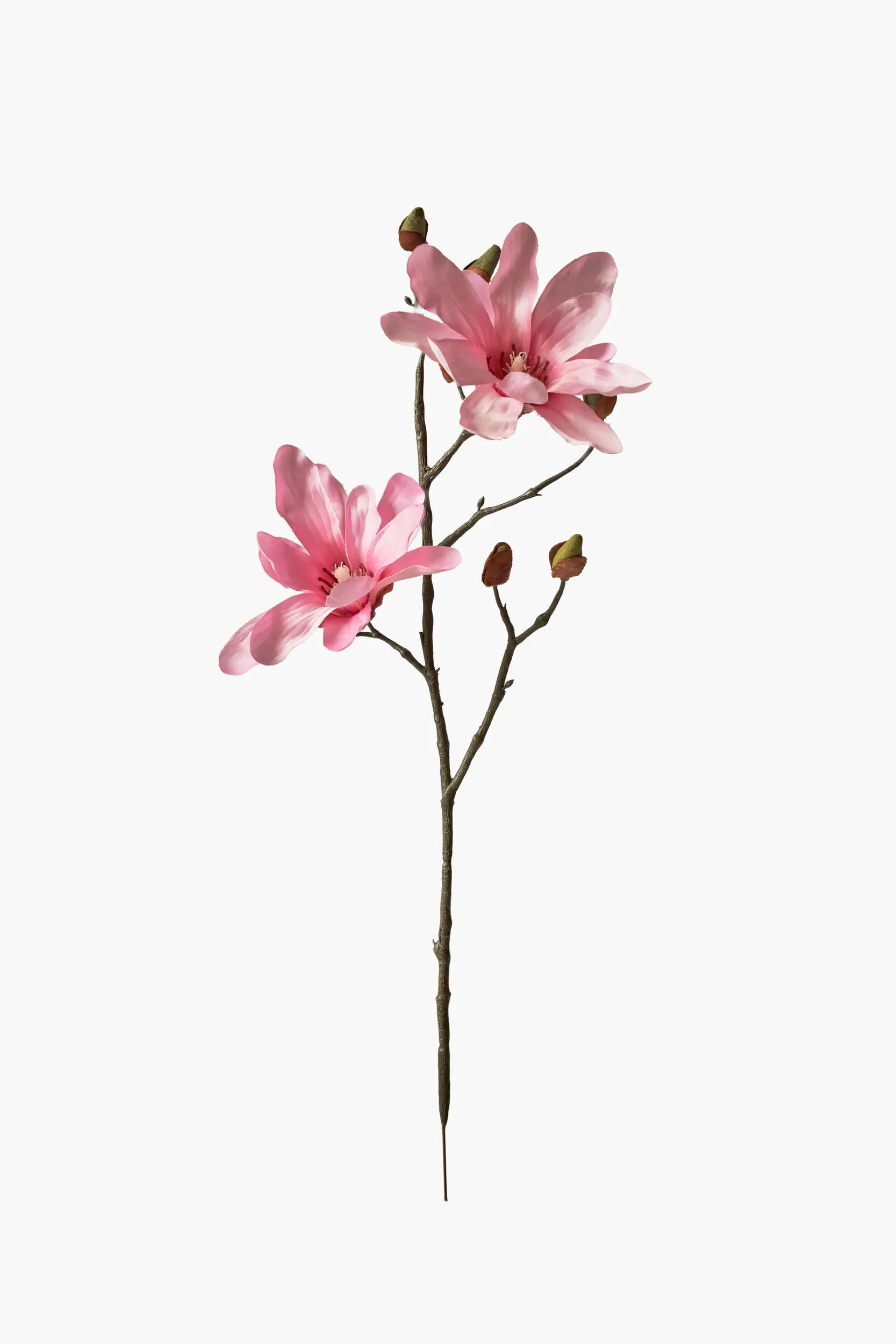 Short Branch Star Magnolia - Pink