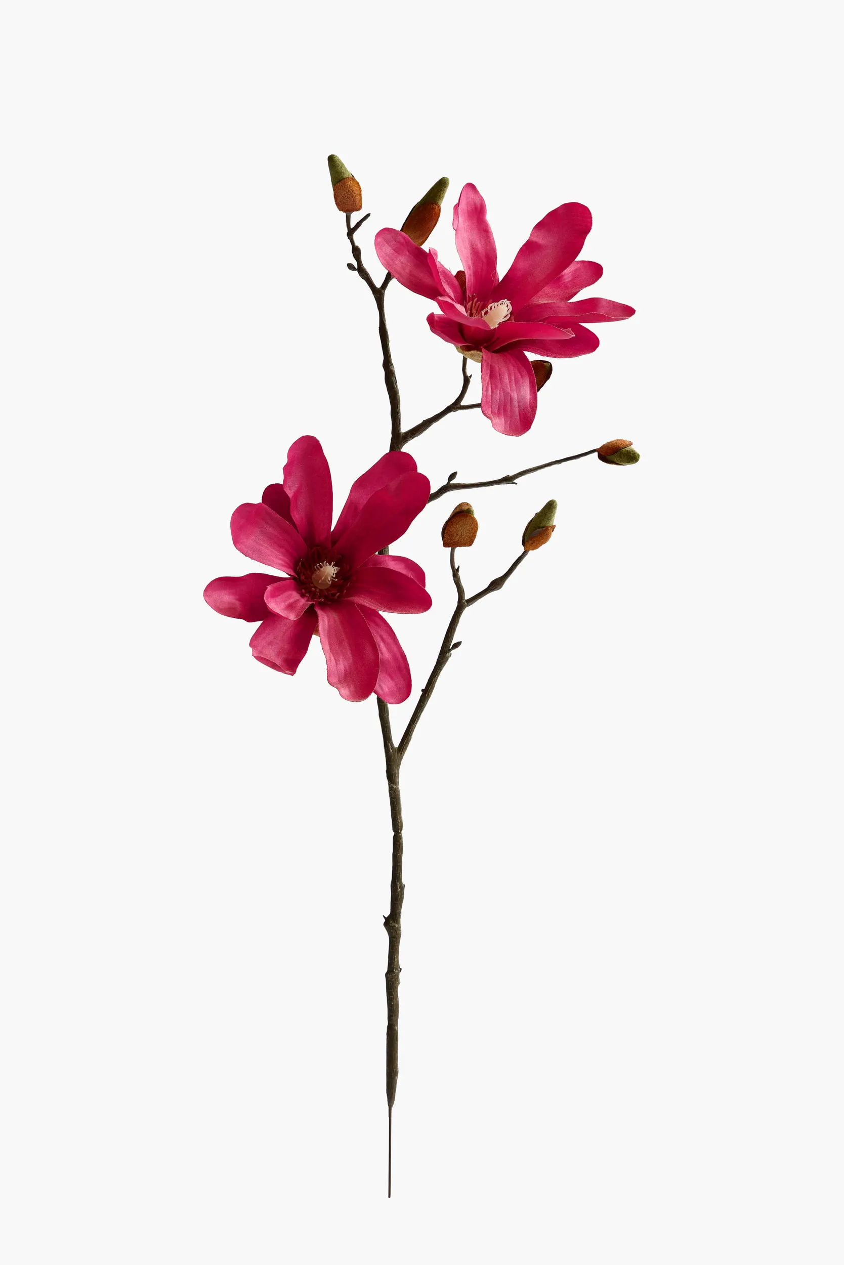 Short Branch Star Magnolia - Red
