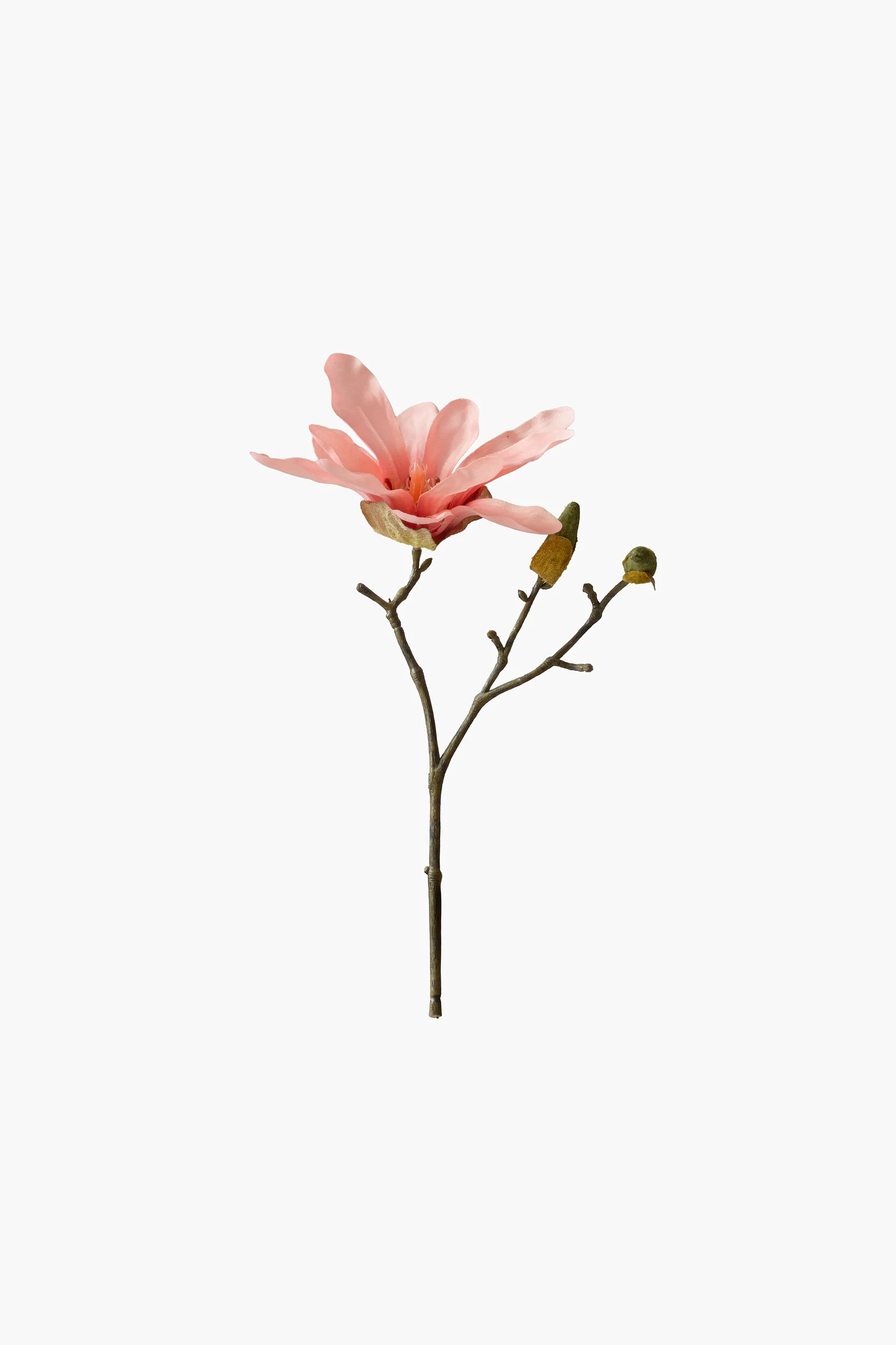 Short Branch Star Magnolia - Peach Pink