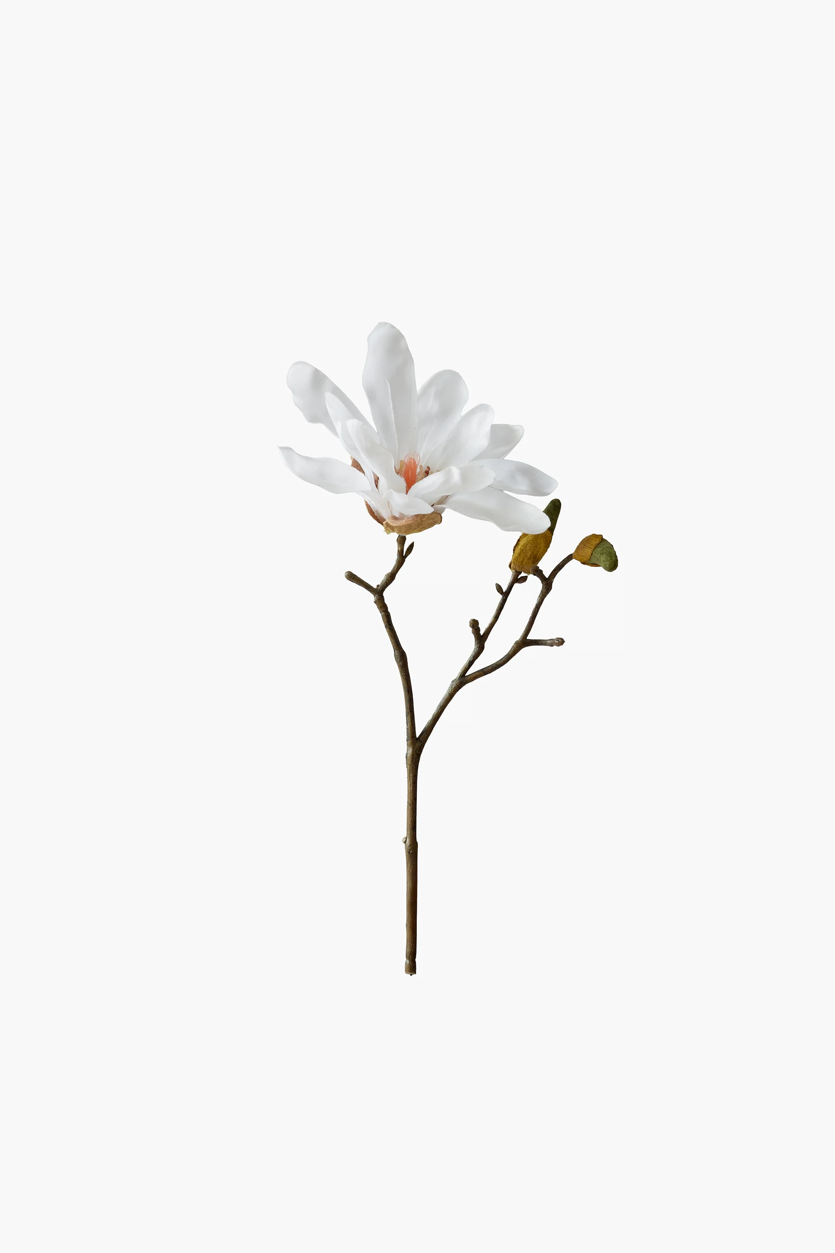 Short Branch Star Magnolia - White