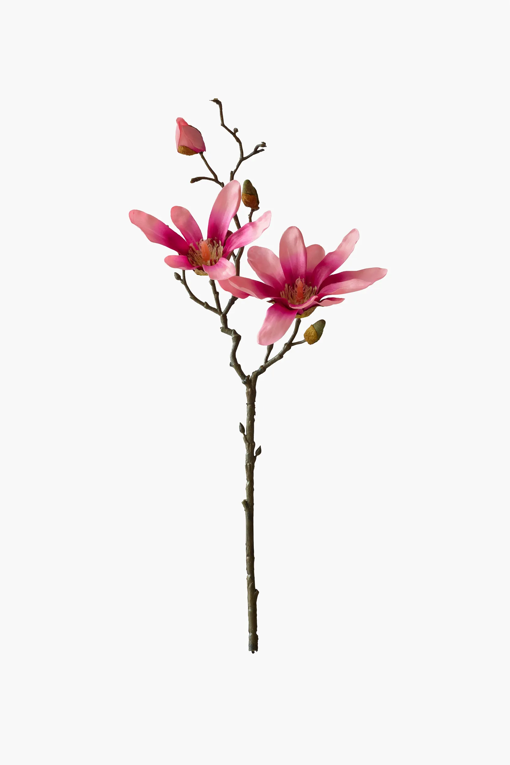 Short Branch Star Magnolia