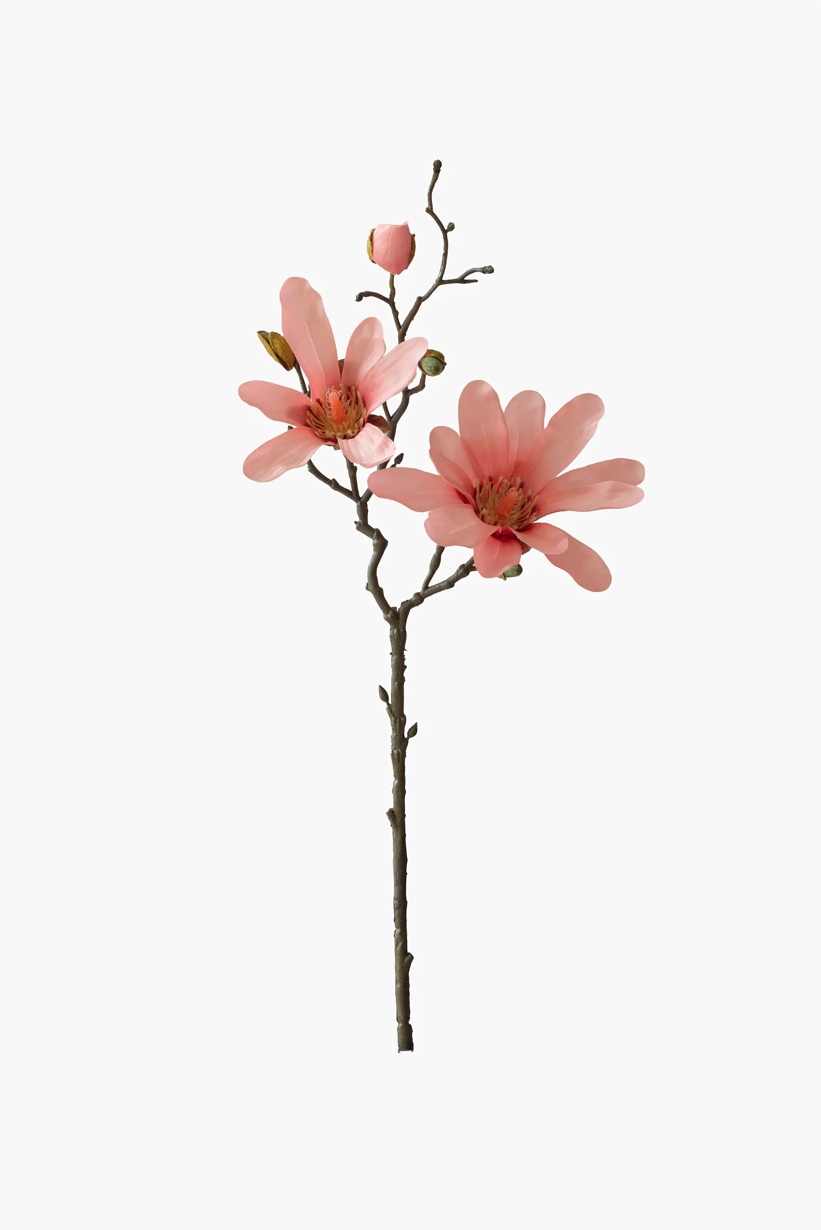 Short Branch Star Magnolia