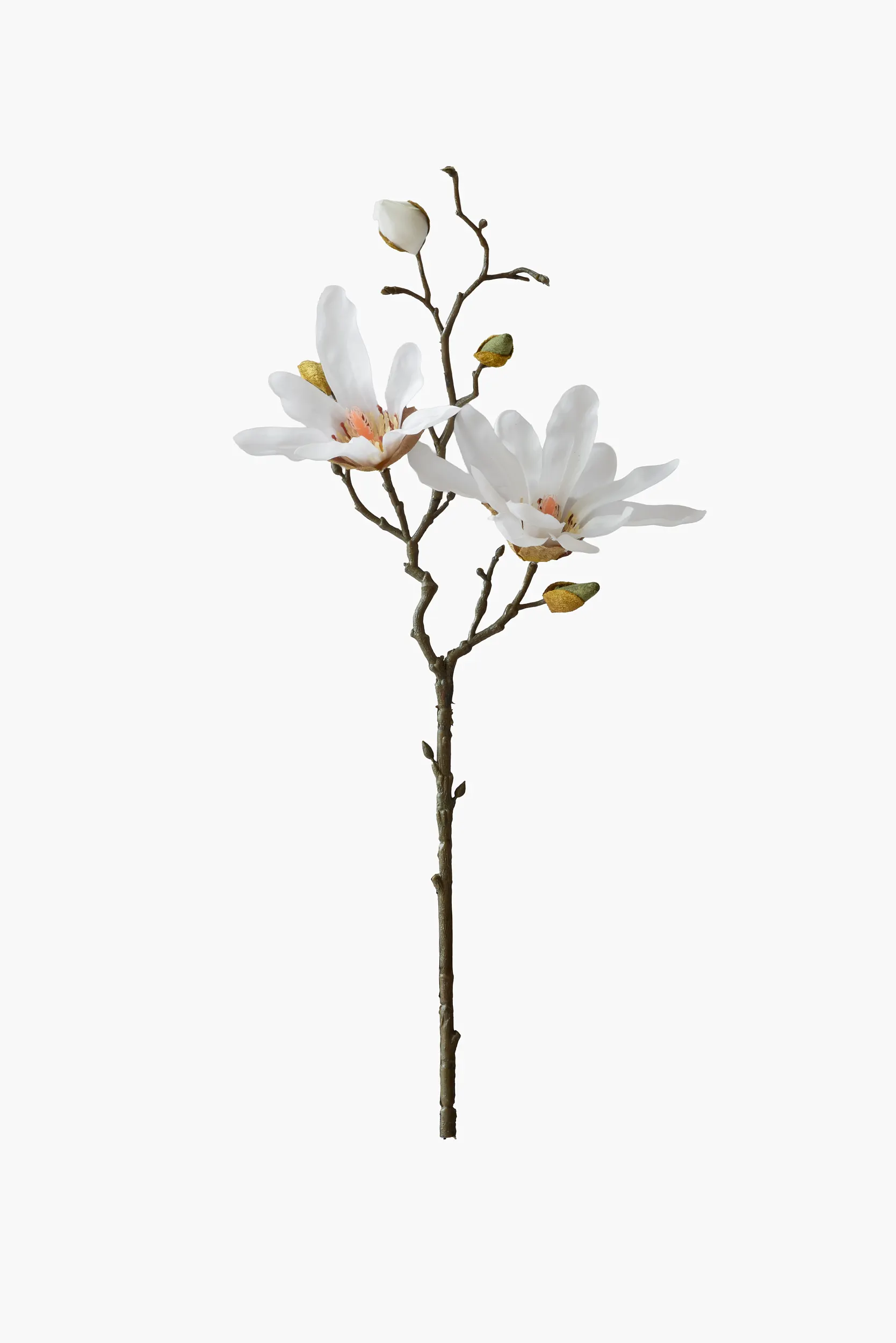 Short Branch Star Magnolia