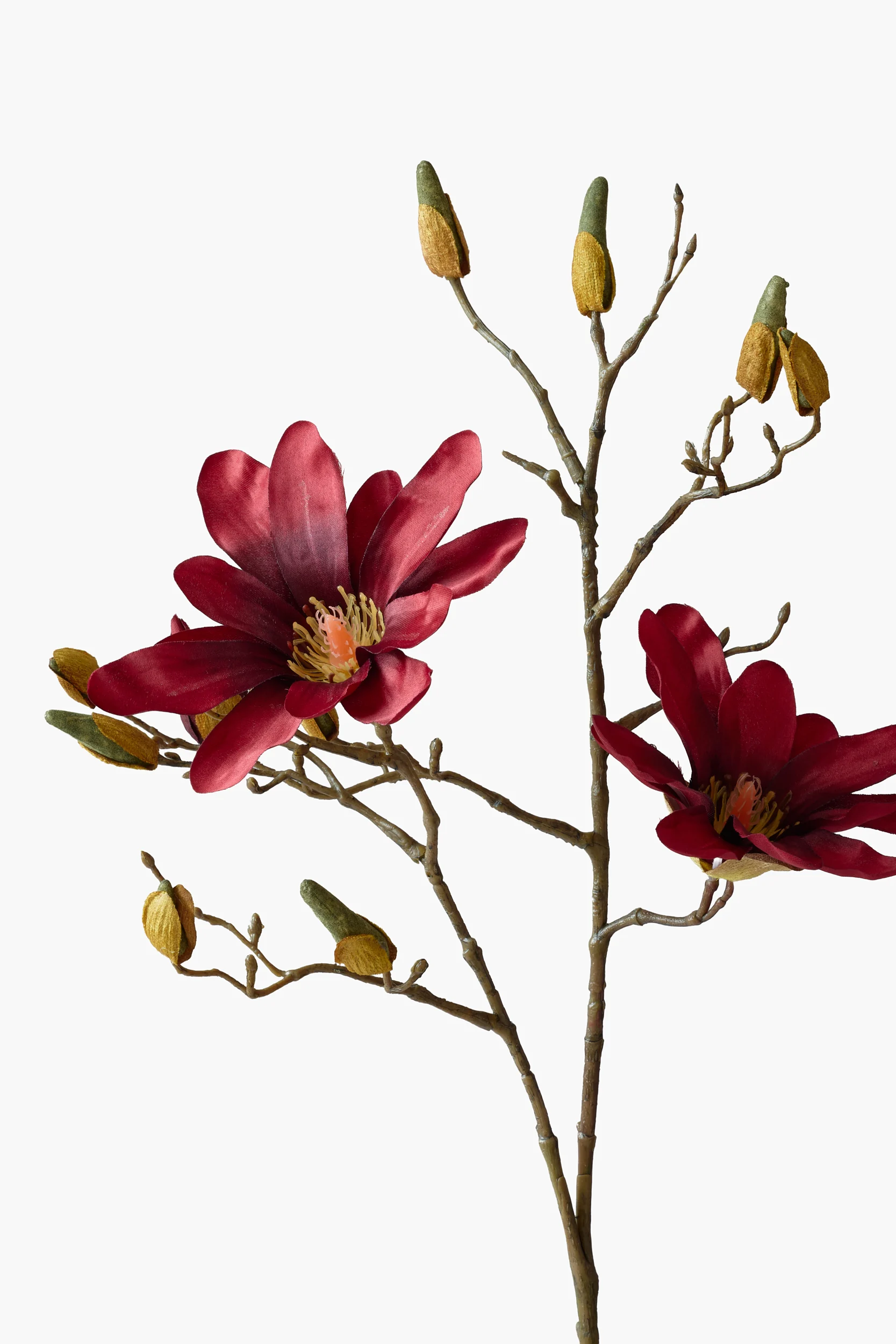 Short Branch Star Magnolia - Red secondary view