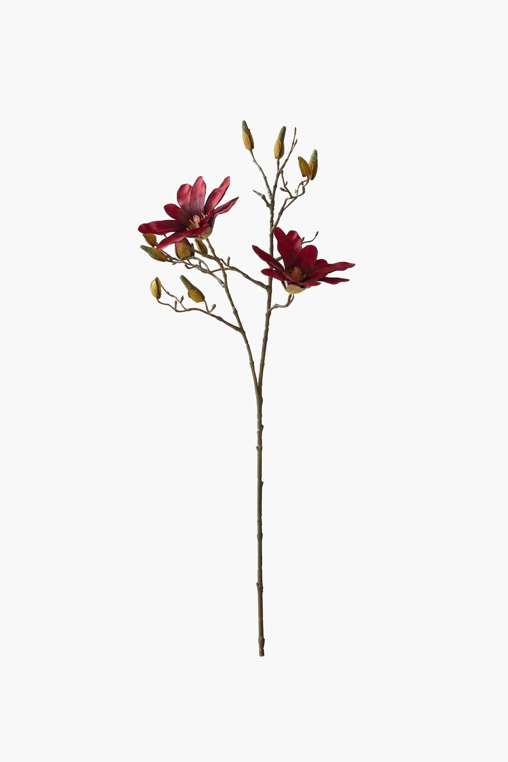 Short Branch Star Magnolia - Red