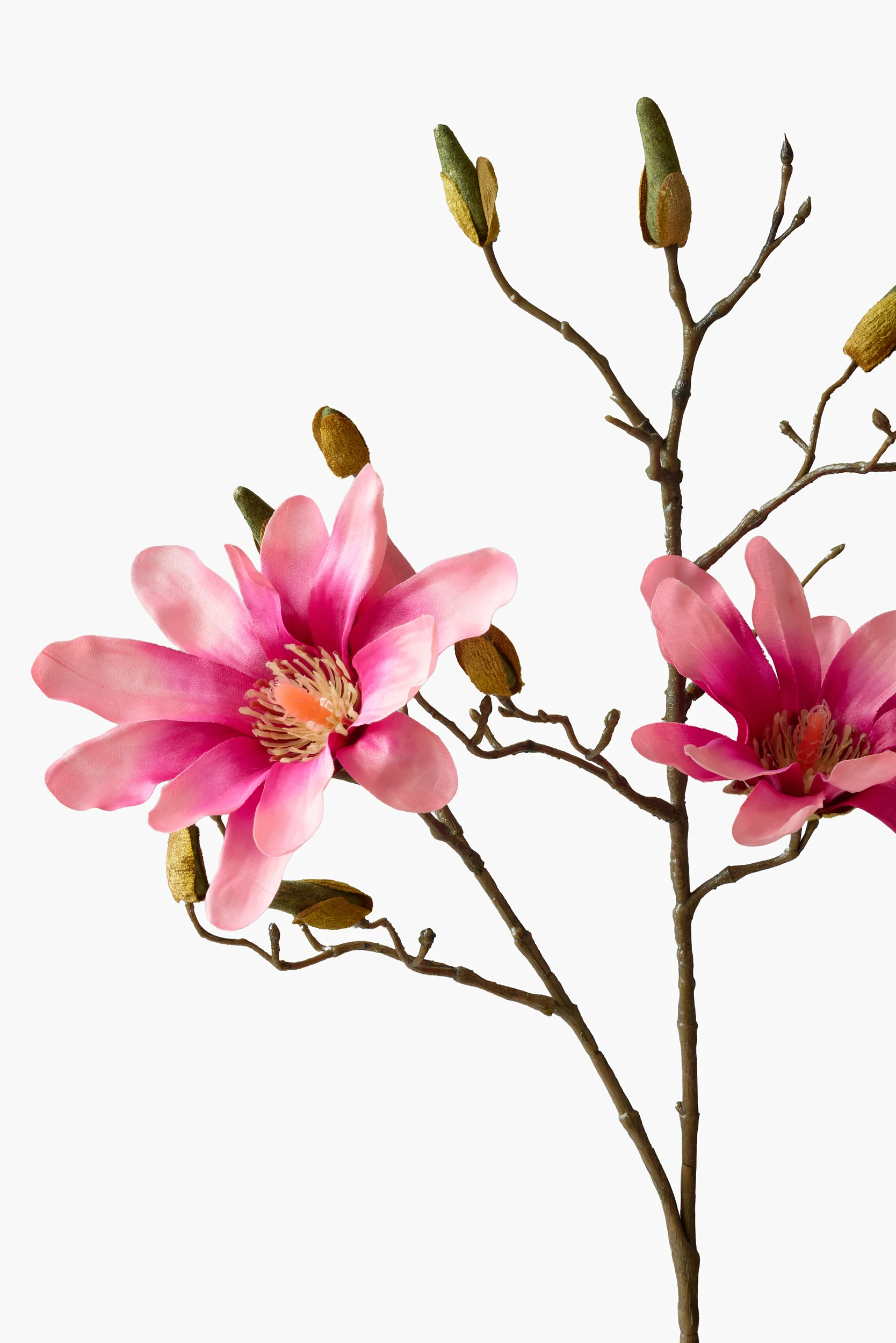 Short Branch Star Magnolia secondary view