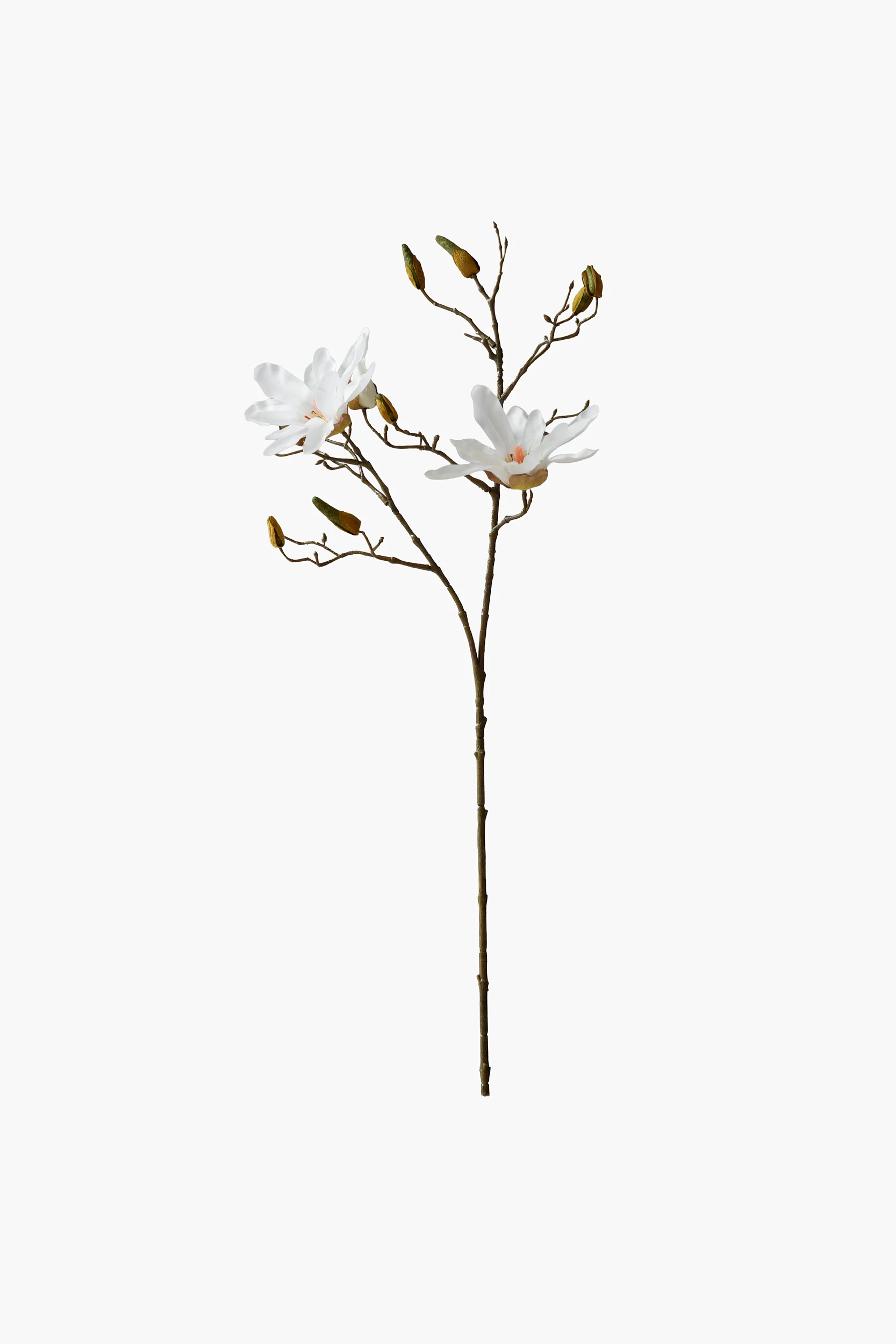 Short Branch Star Magnolia - White secondary view