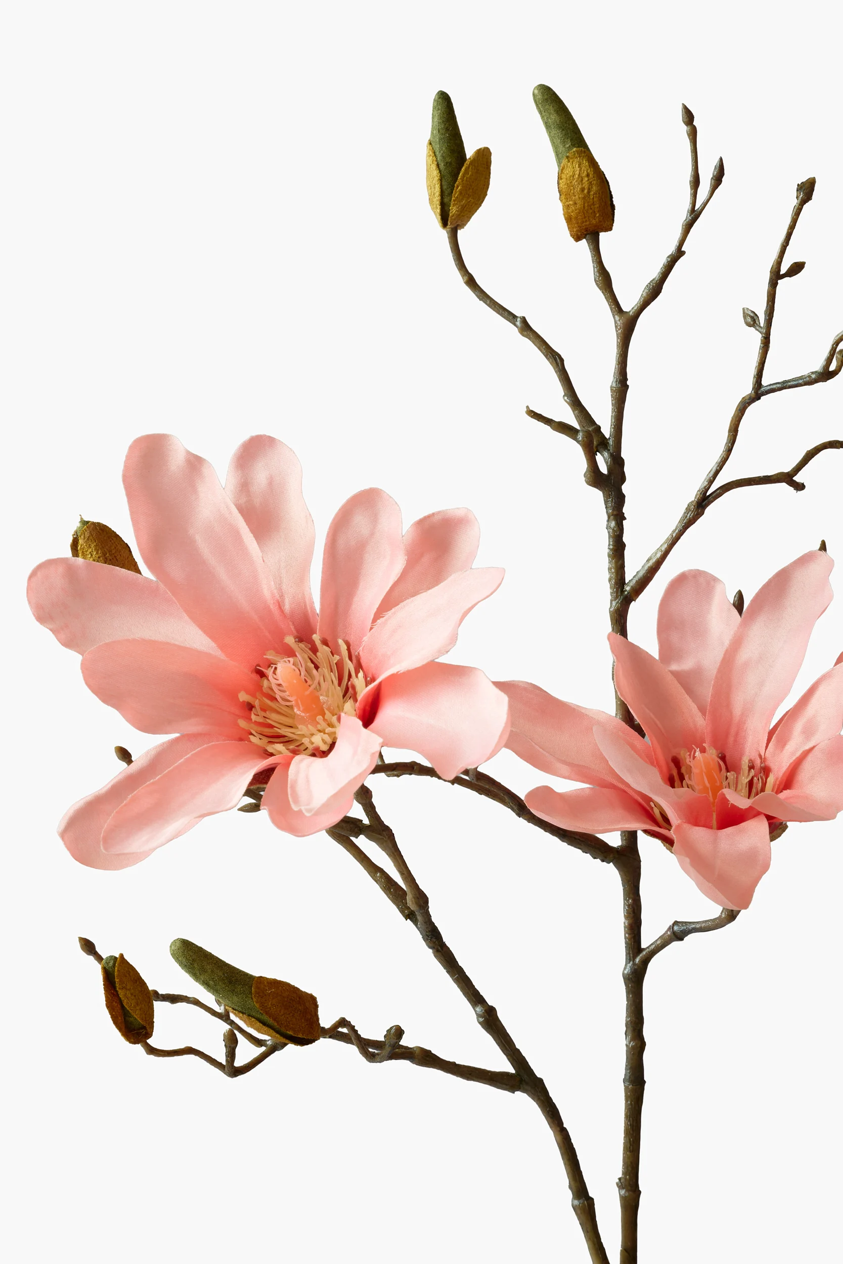 Short Branch Star Magnolia - Peach Pink secondary view