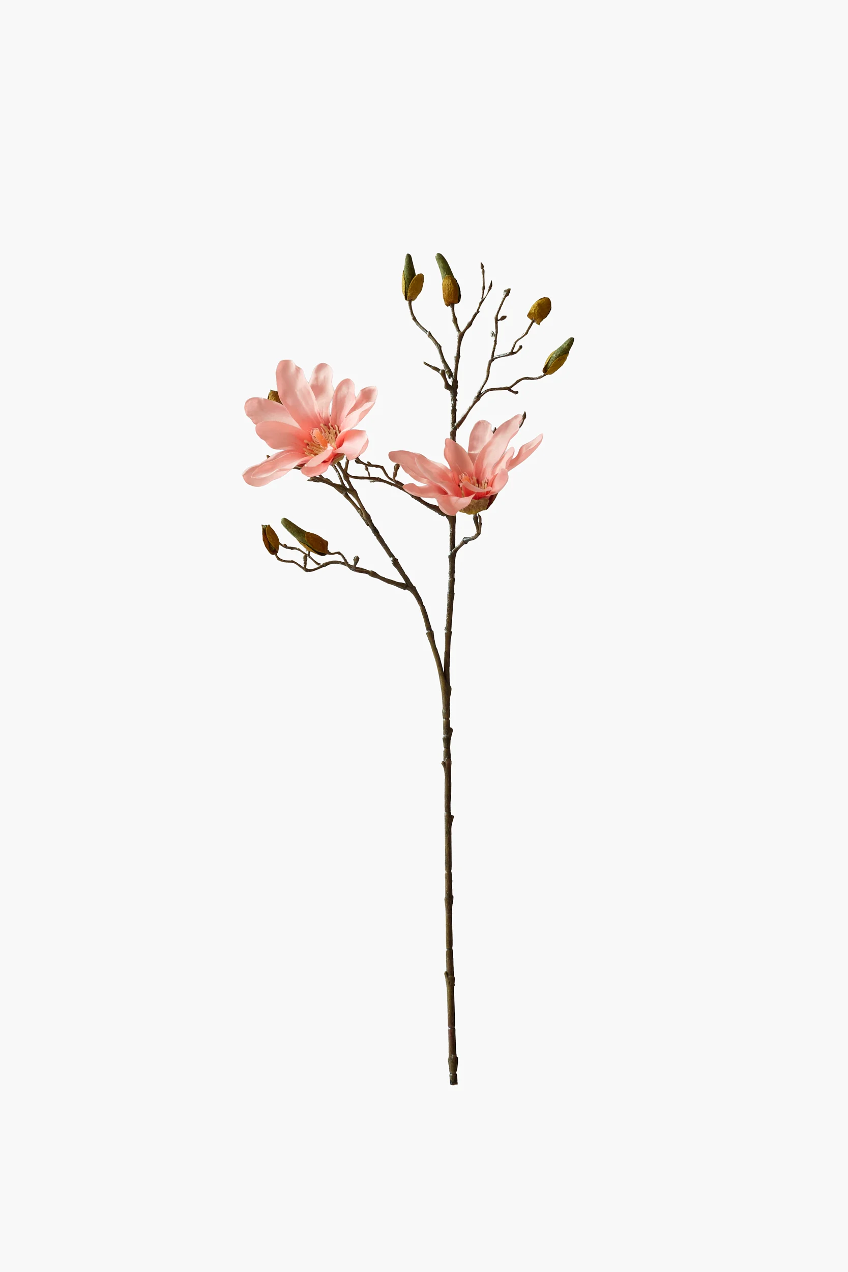 Short Branch Star Magnolia - Peach Pink