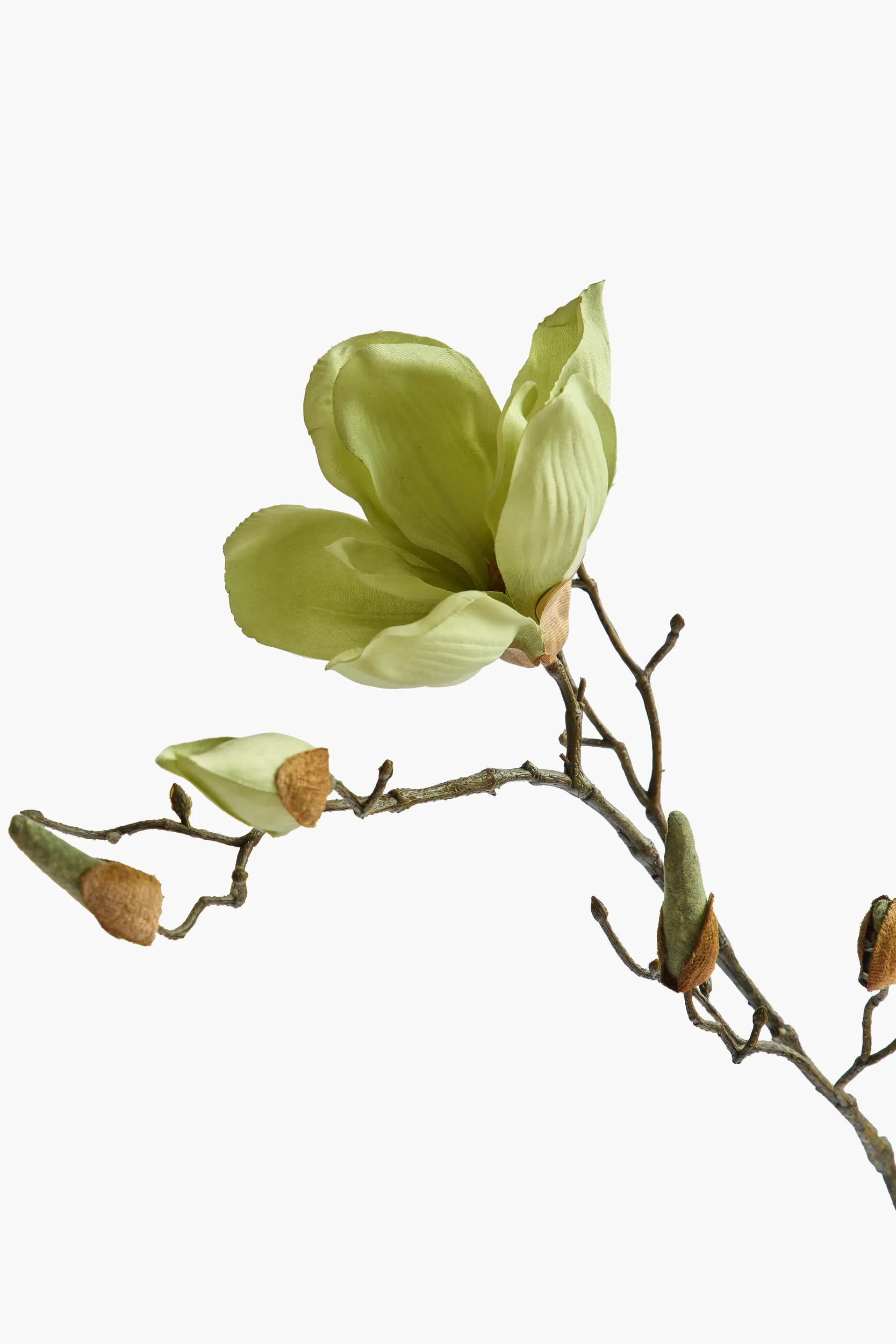 Large Branch Yulan Magnolia - Green secondary view