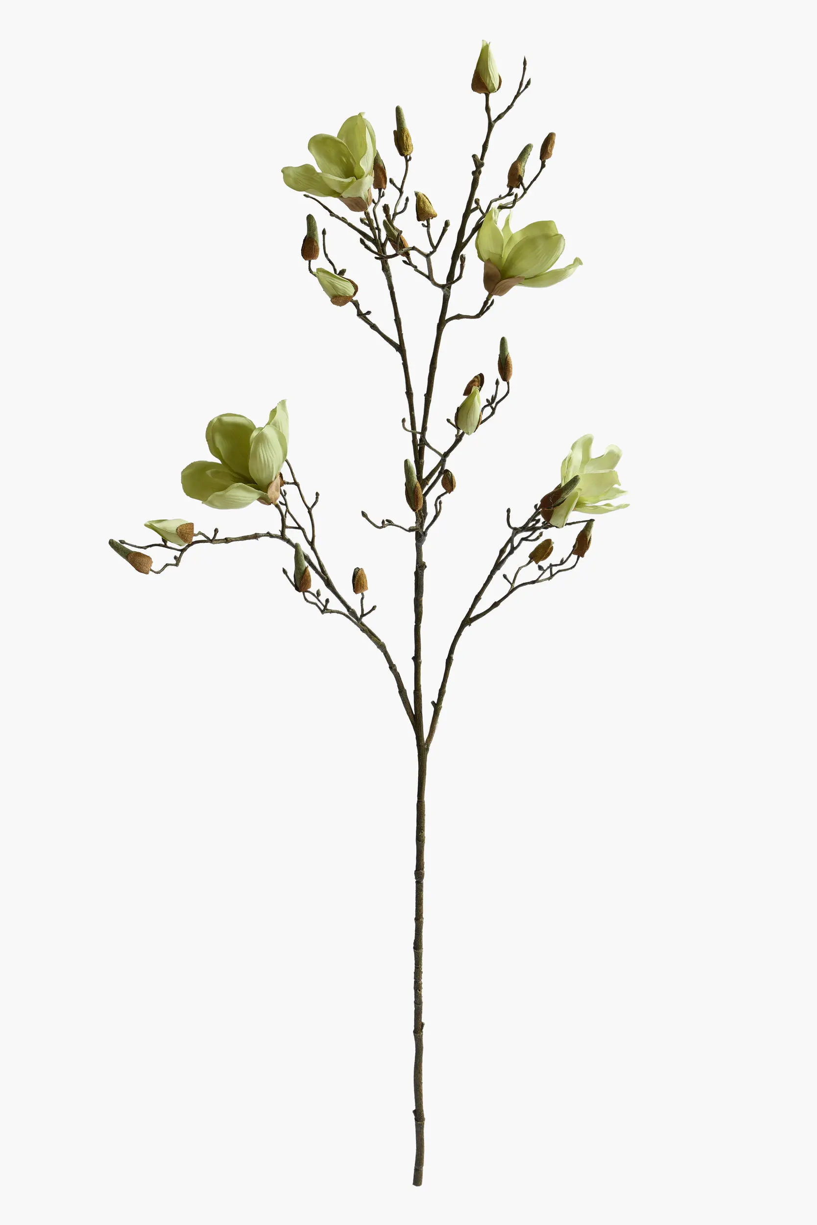 Large Branch Yulan Magnolia - Green