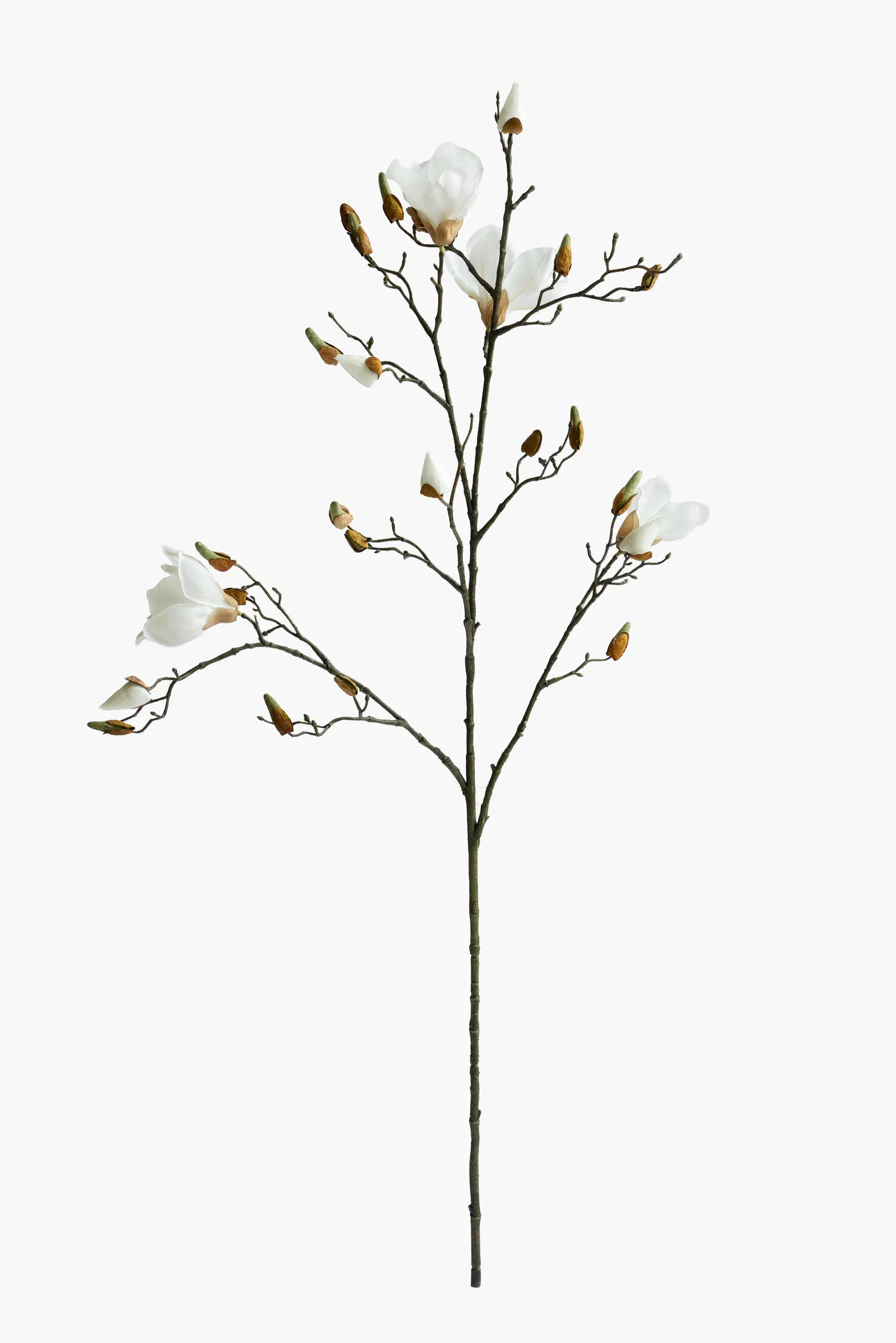 Large Branch Yulan Magnolia - White