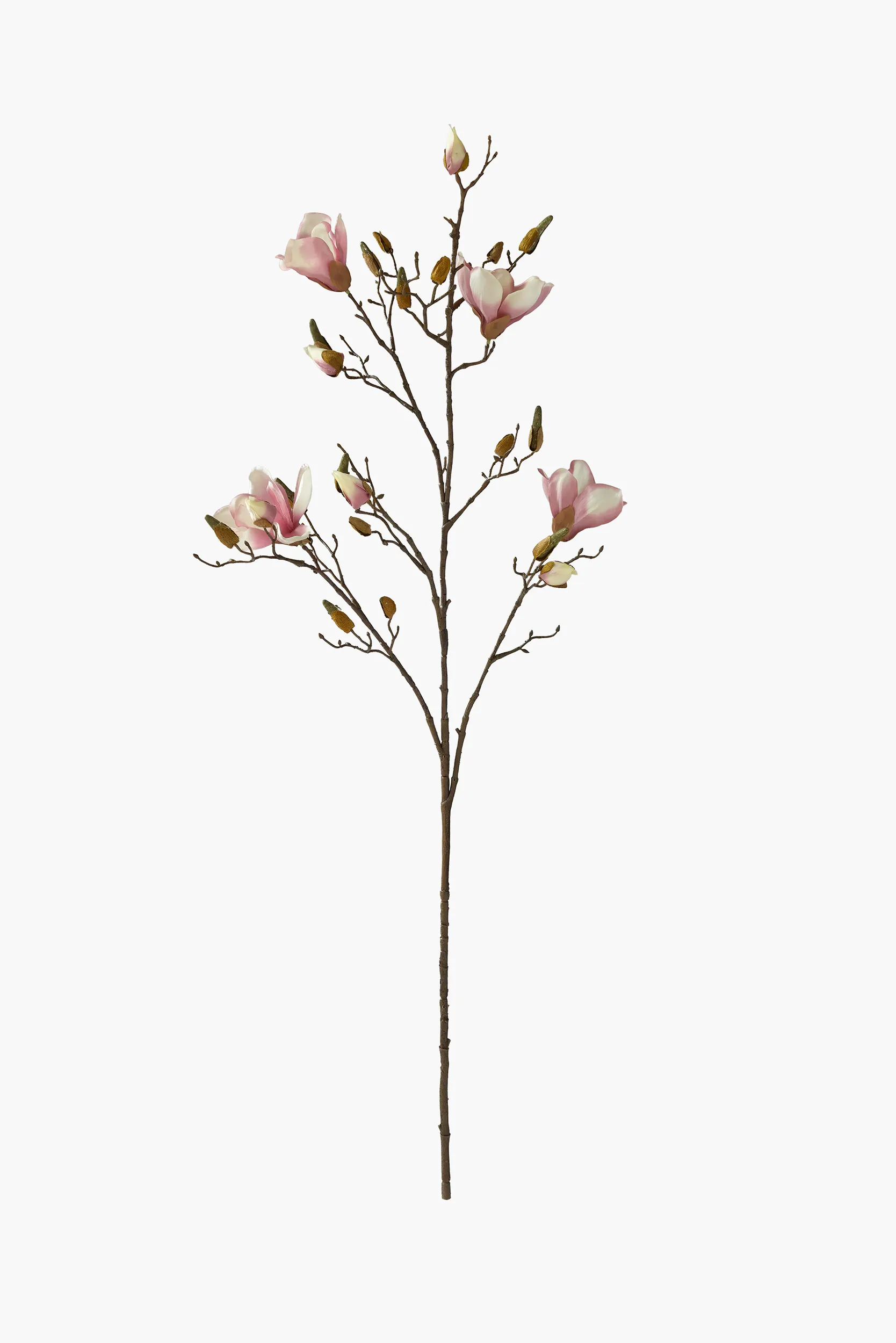 Large Branch Yulan Magnolia