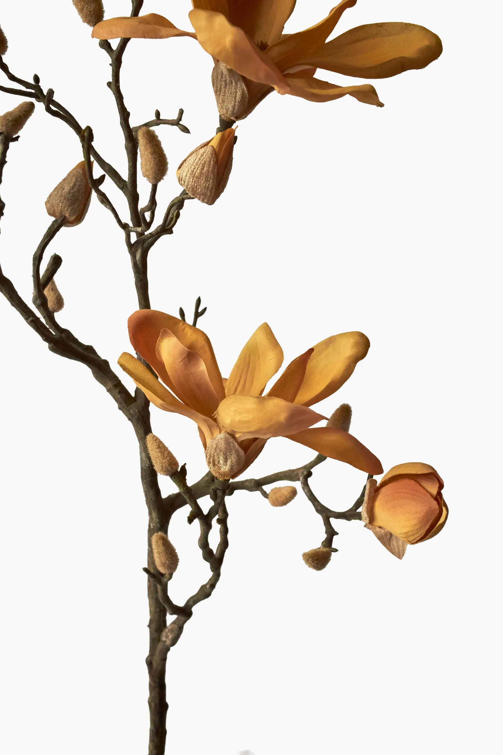 Large Branch Yulan Magnolia - Autumn (Thick Stem) secondary view