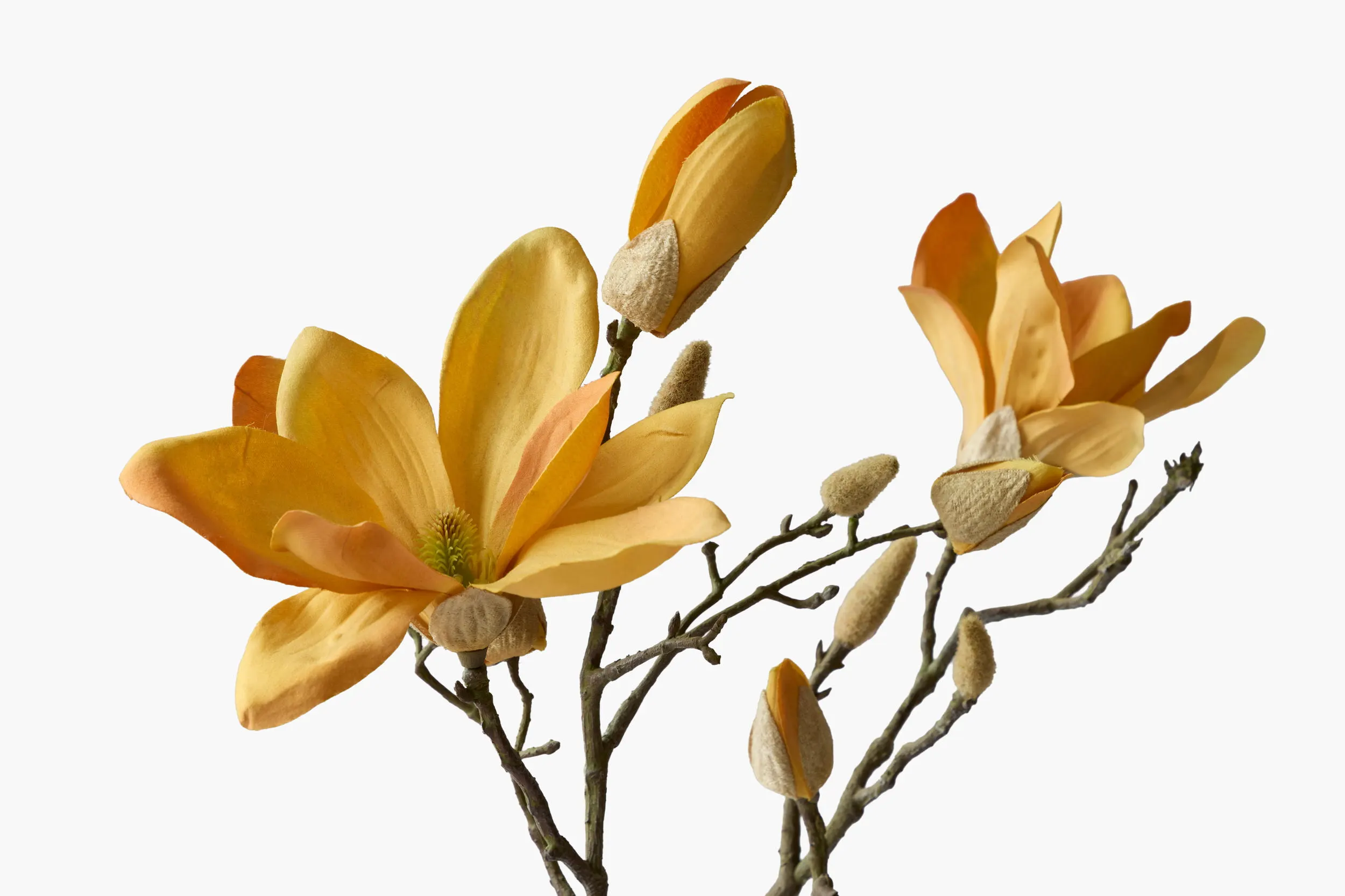 Large Branch Yulan Magnolia - Autumn secondary view