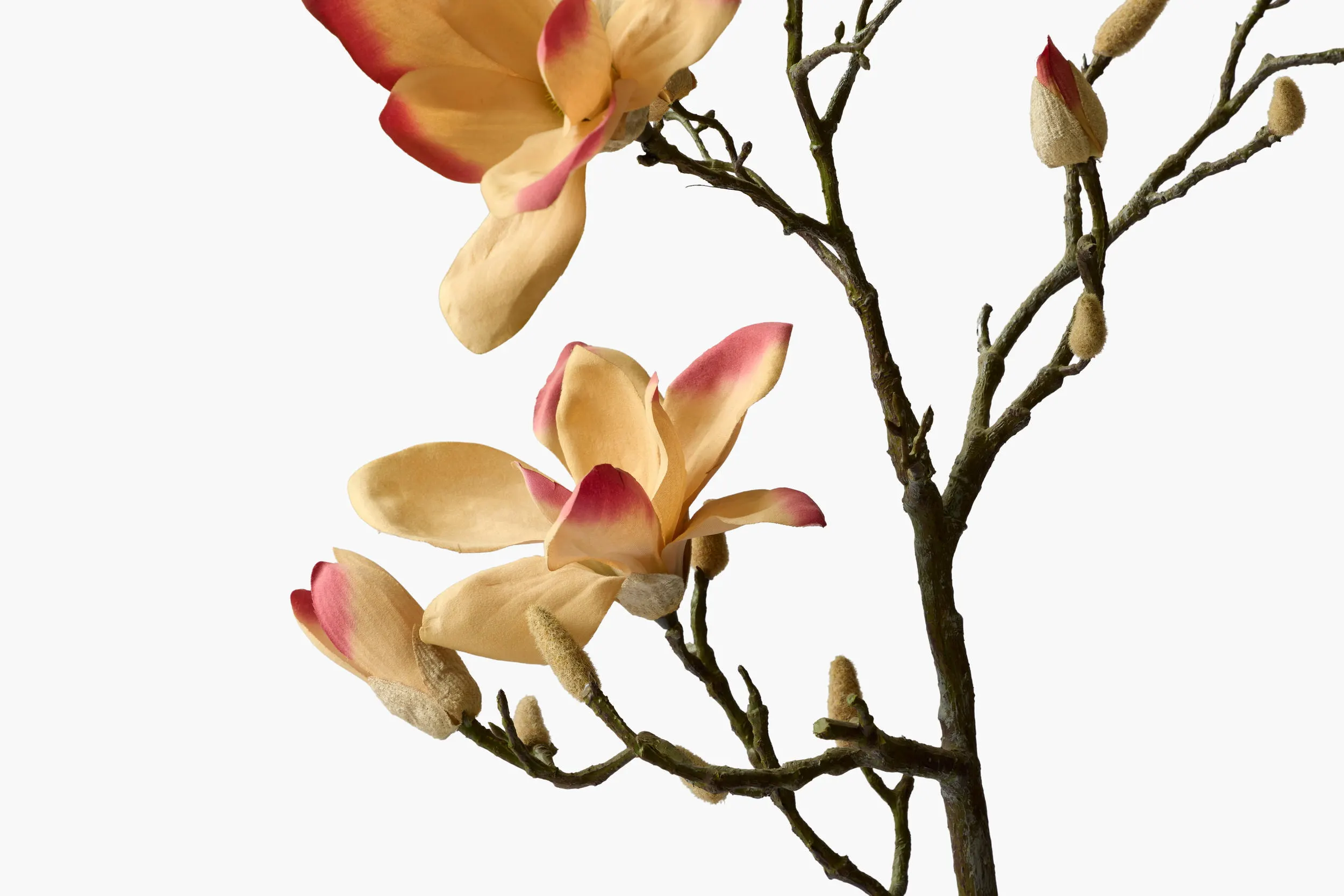 Large Branch Yulan Magnolia secondary view