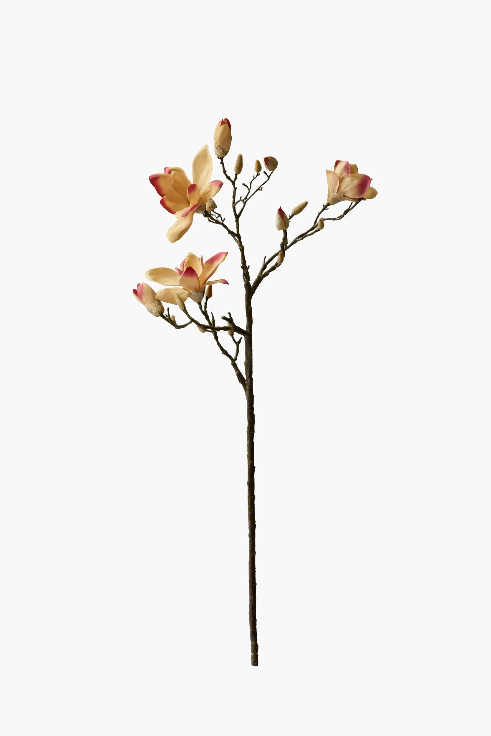 Large Branch Yulan Magnolia