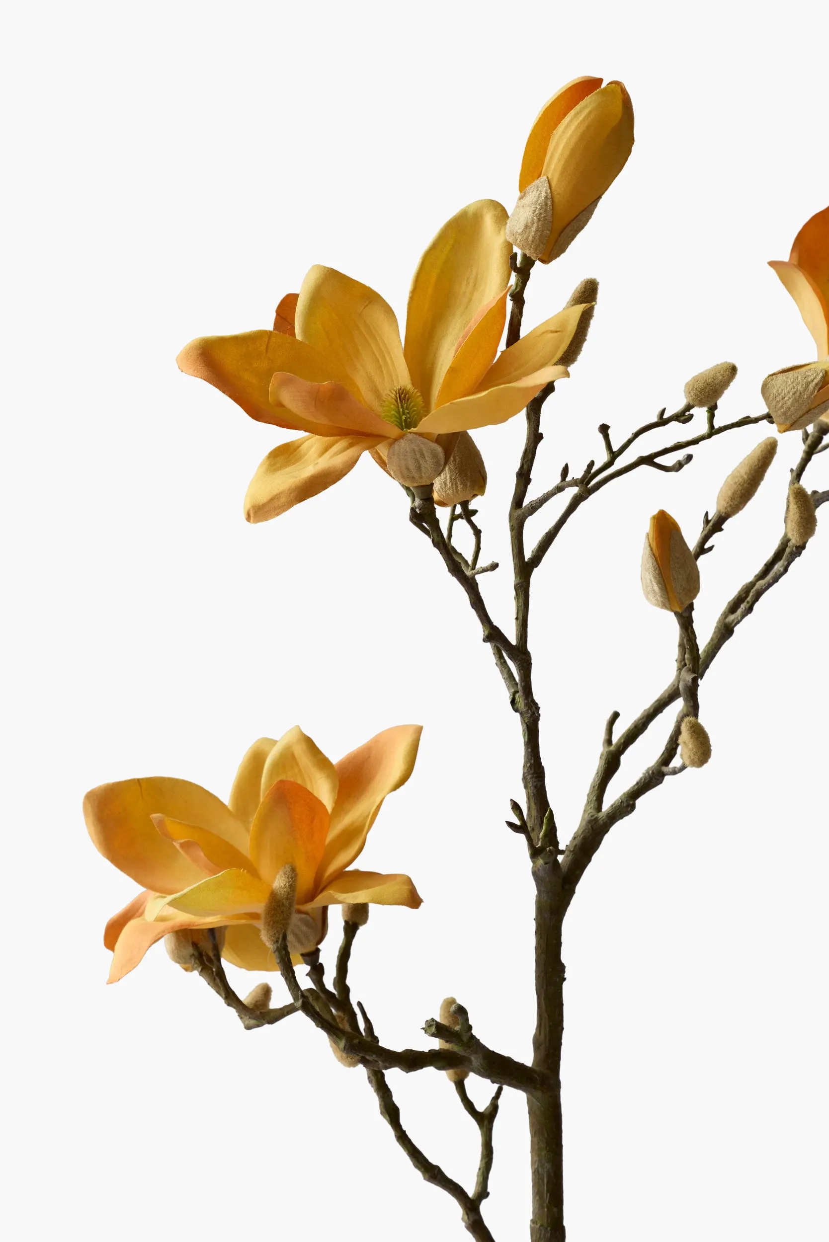 Large Branch Yulan Magnolia secondary view