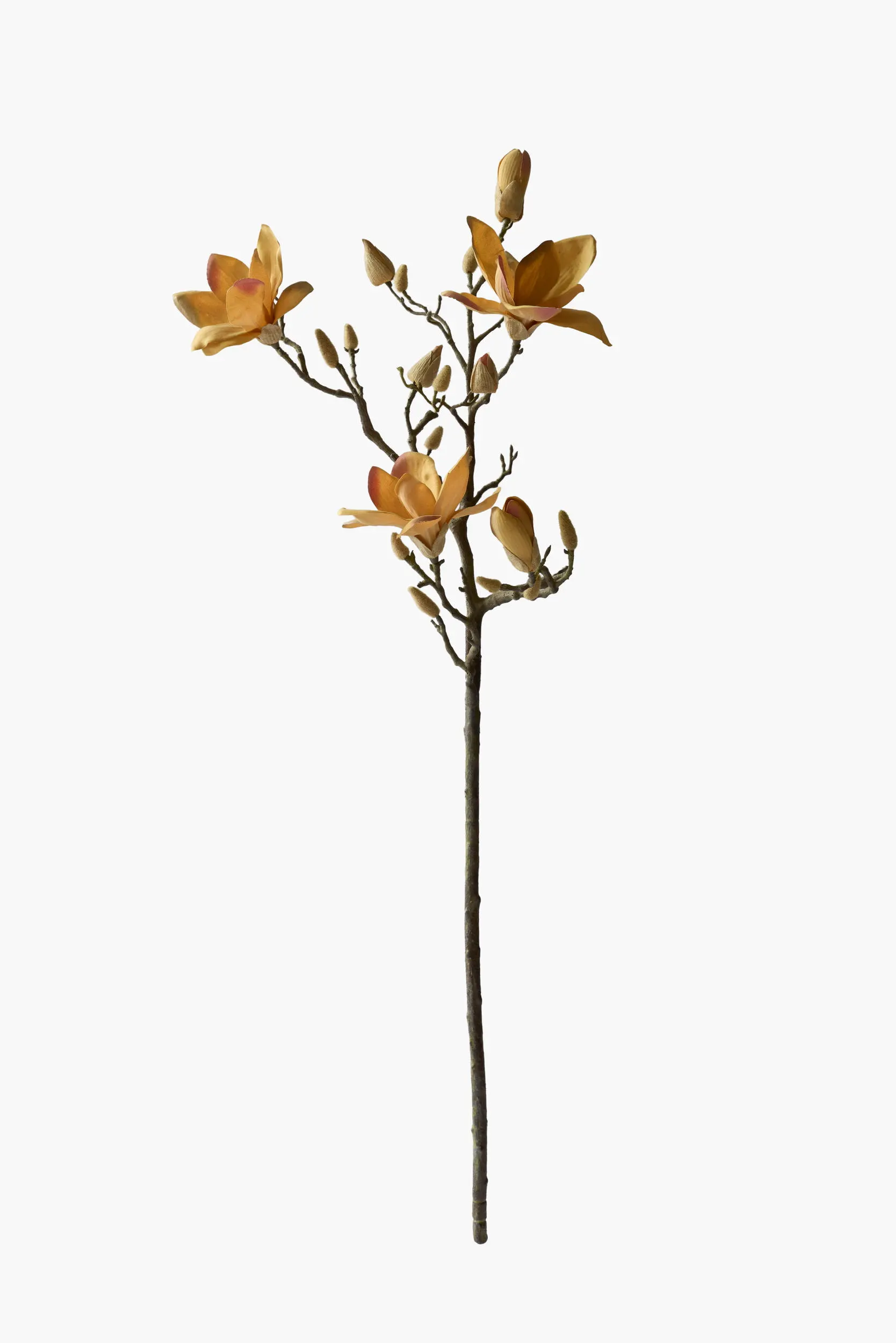 Large Branch Yulan Magnolia