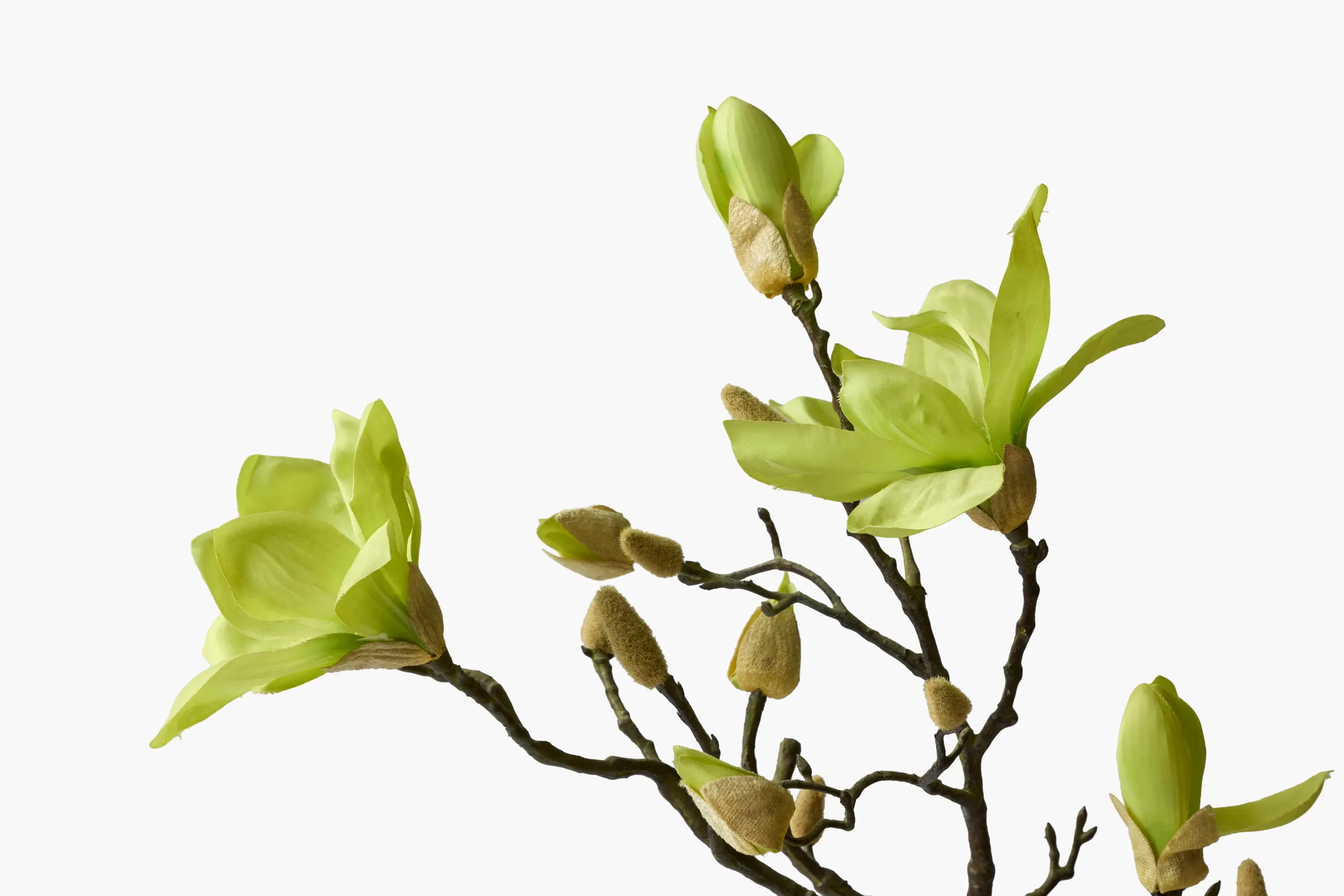 Large Branch Yulan Magnolia secondary view