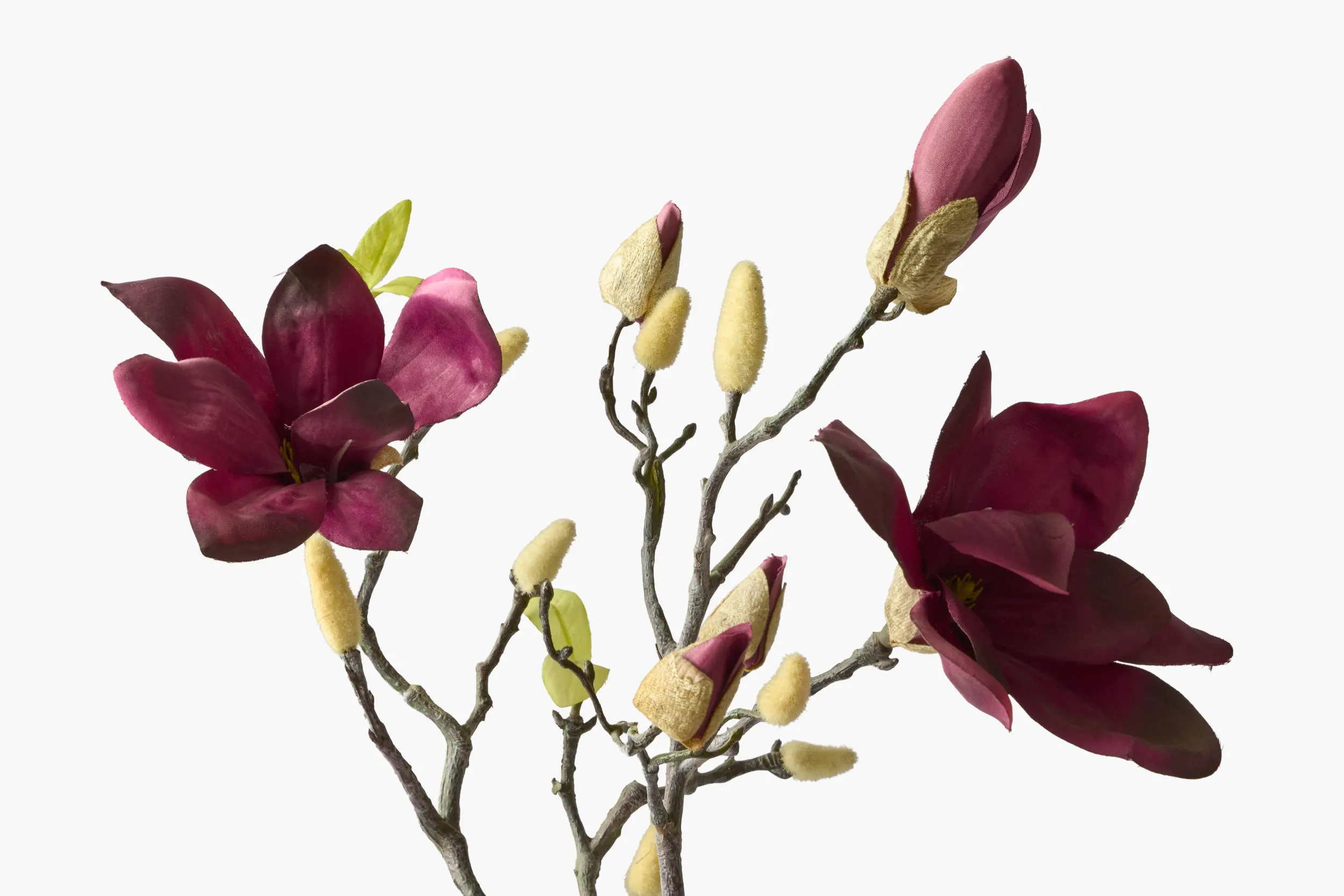 Large Branch Yulan Magnolia - Dark Red (Thick Stem) secondary view