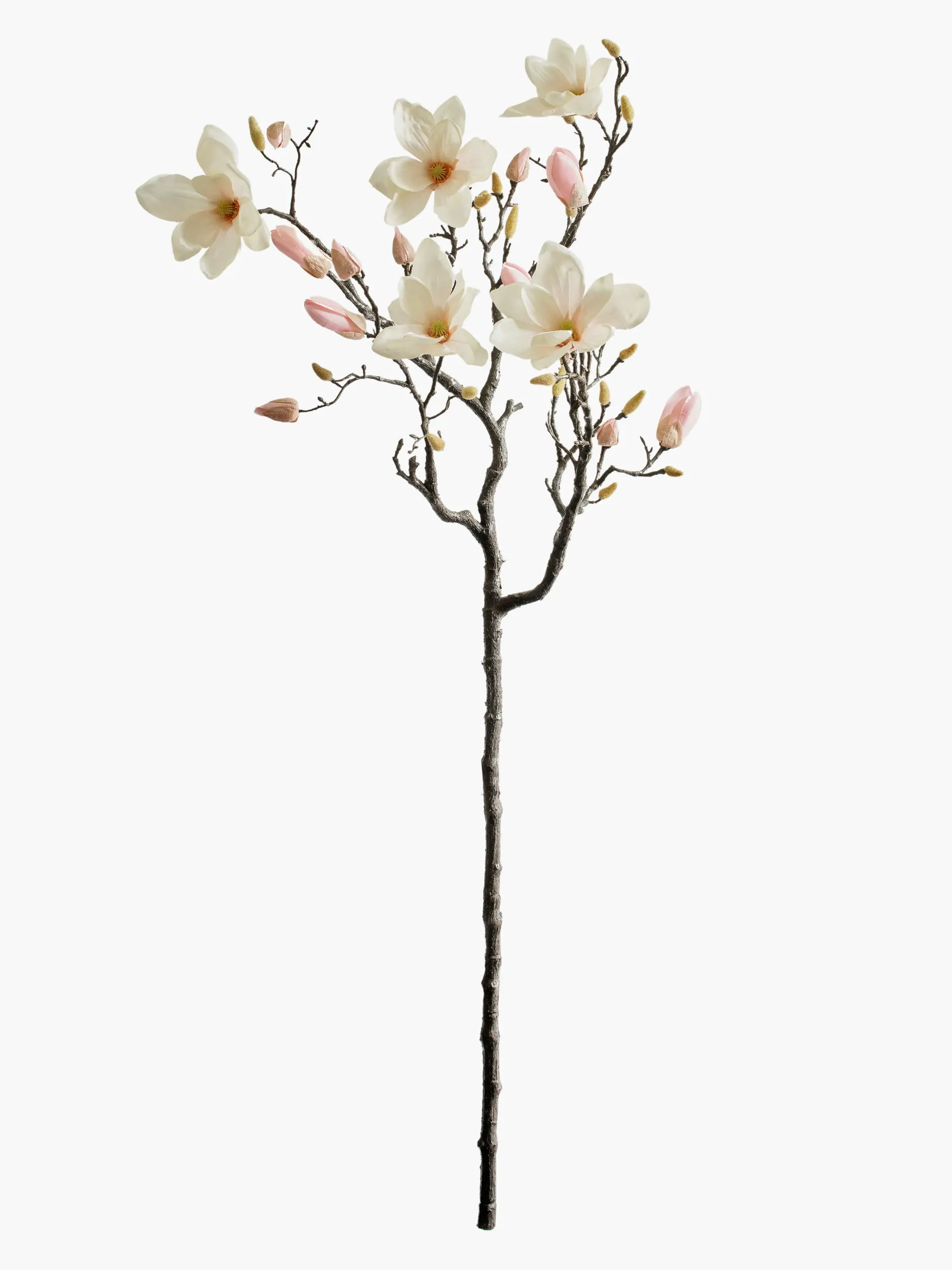 Large Branch Yulan Magnolia