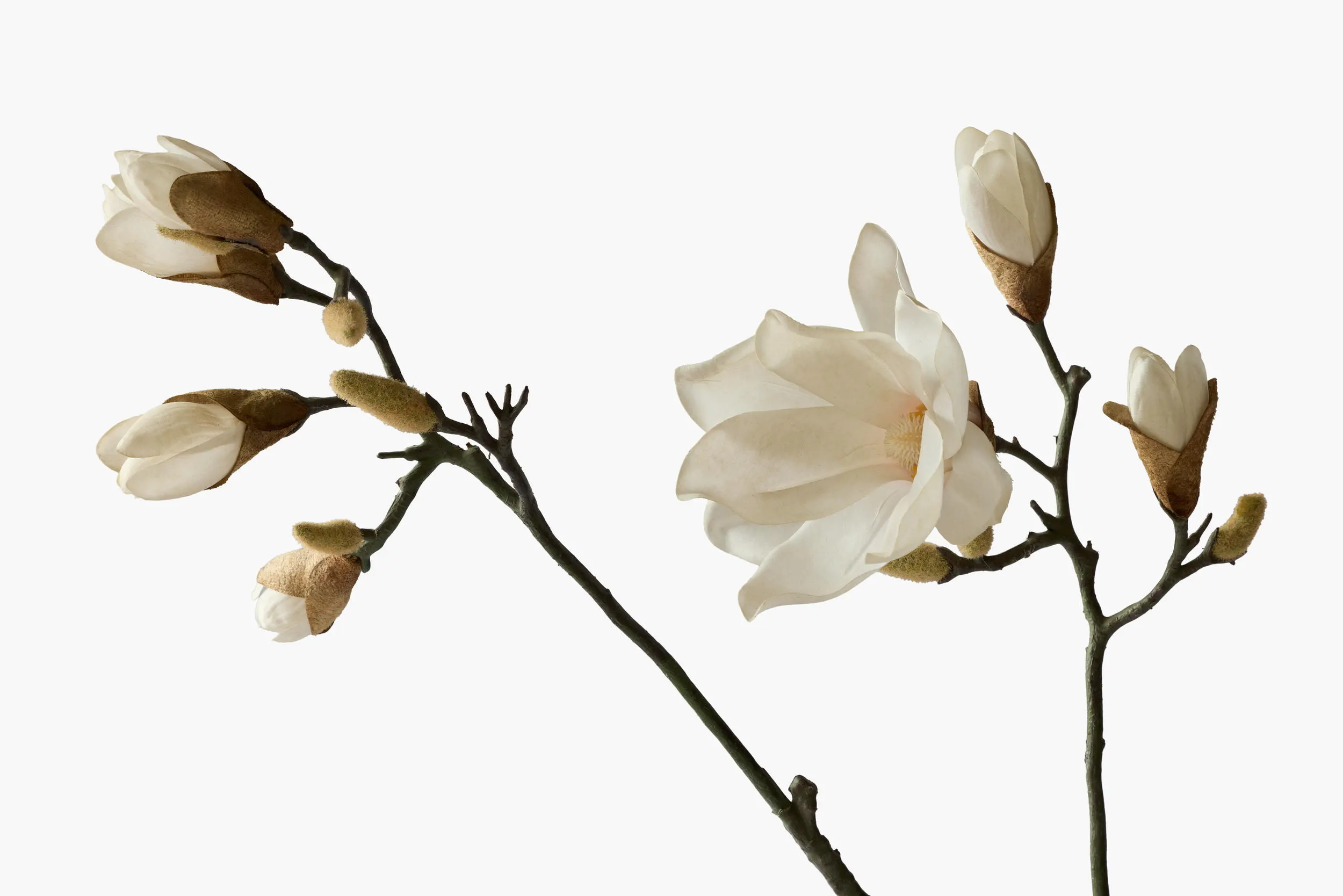 Large Branch Yulan Magnolia secondary view