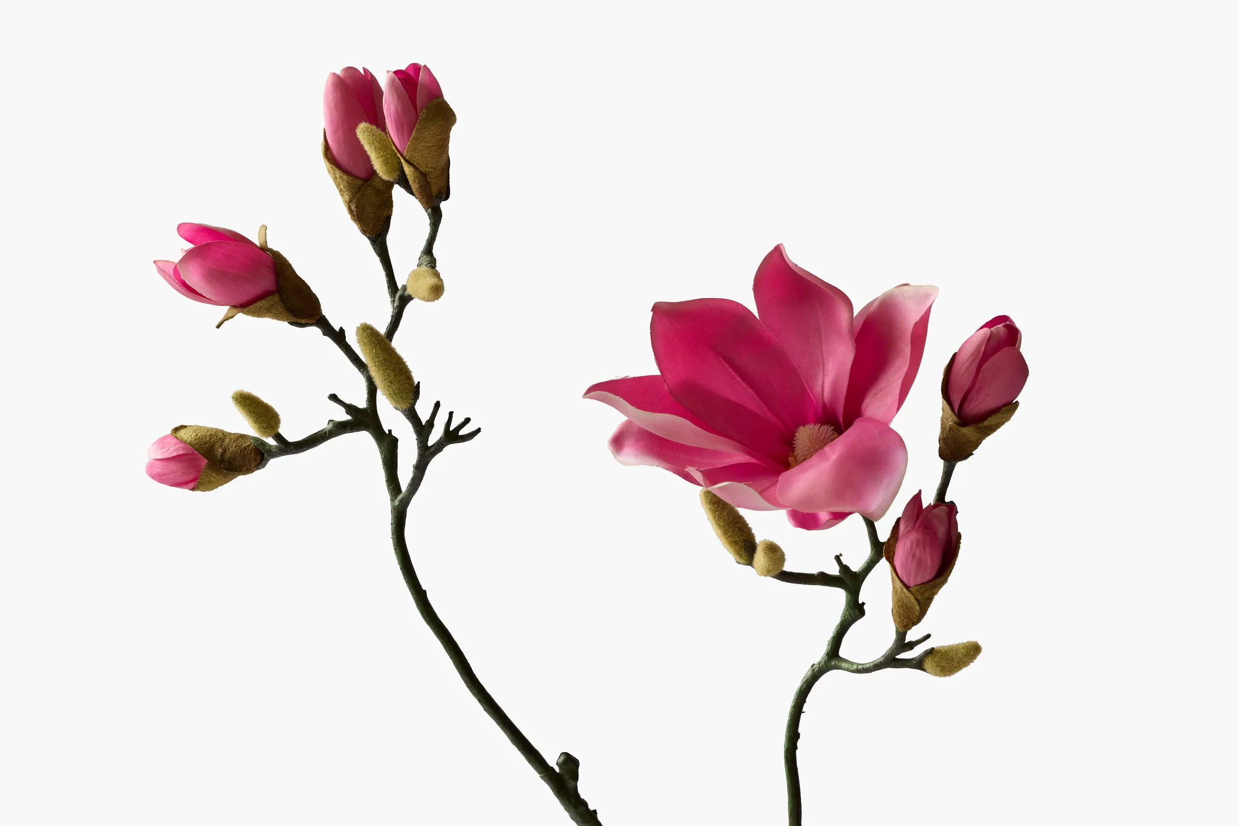 Large Branch Yulan Magnolia - Red (Bifurcated) secondary view