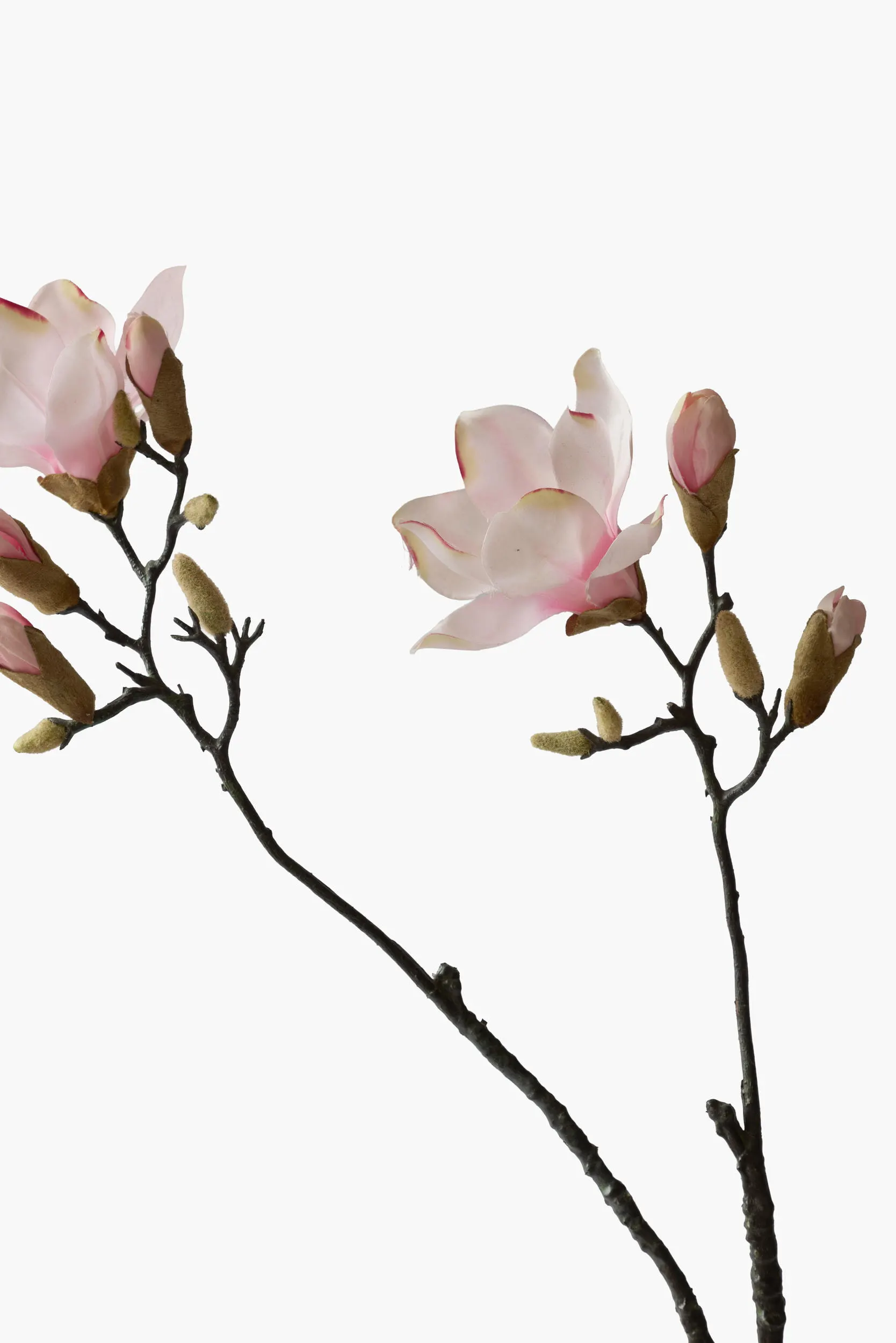 Large Branch Yulan Magnolia secondary view