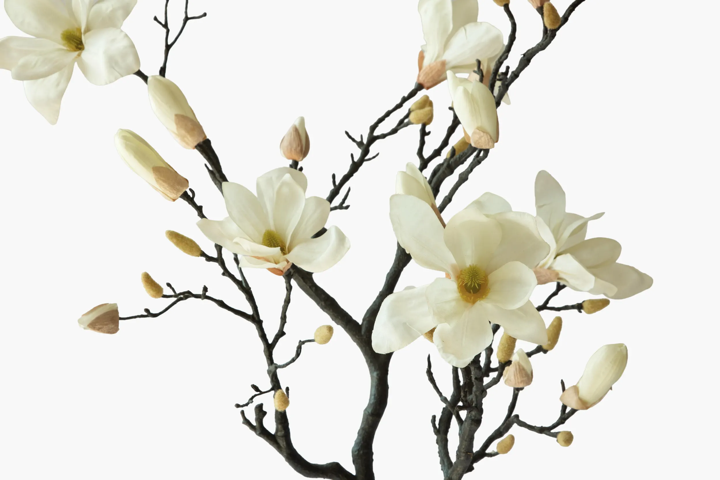 Large Branch Yulan Magnolia secondary view