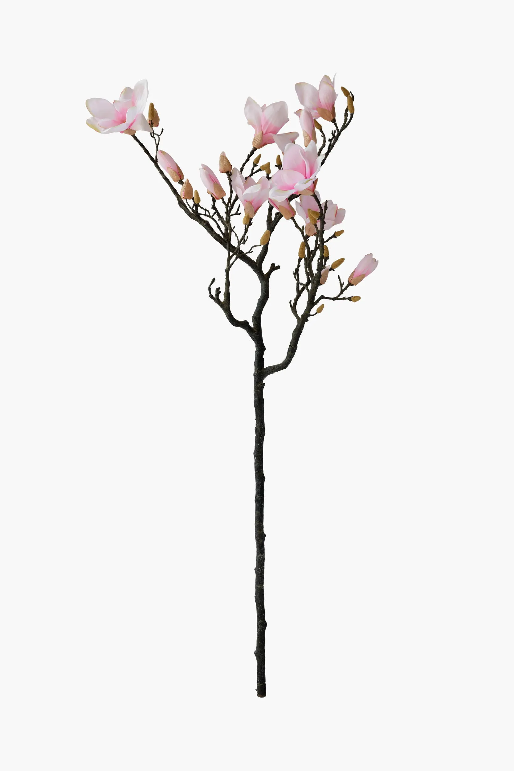 Large Branch Yulan Magnolia