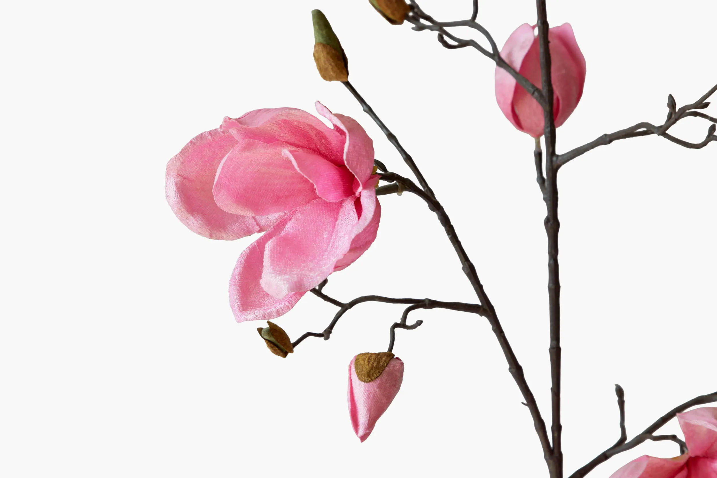 Medium Branch Yulan Magnolia secondary view