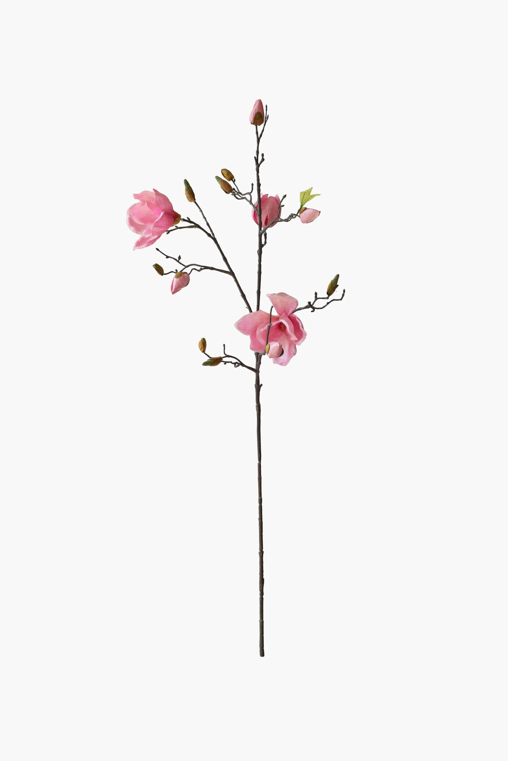Medium Branch Yulan Magnolia