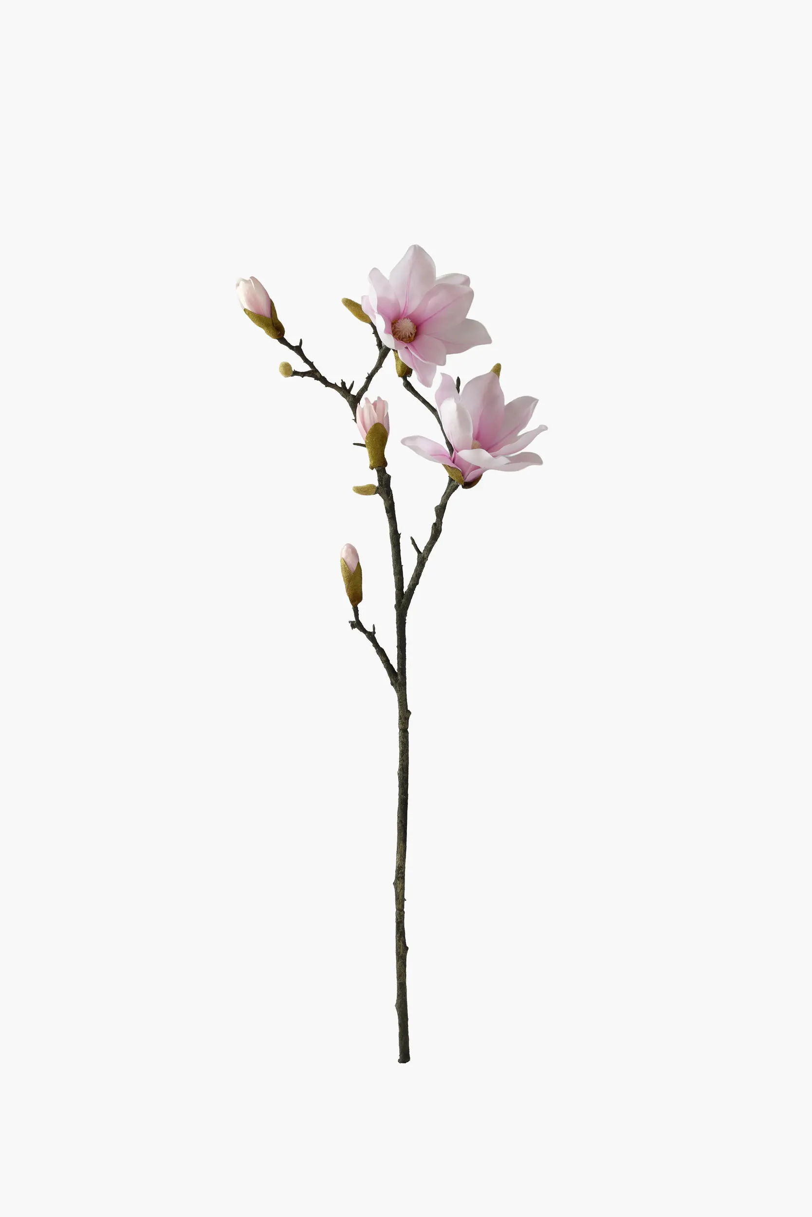 Medium Branch Yulan Magnolia