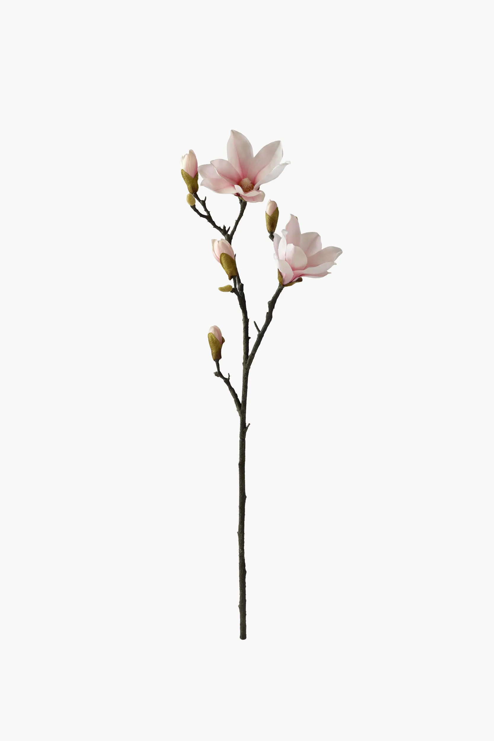 Medium Branch Yulan Magnolia